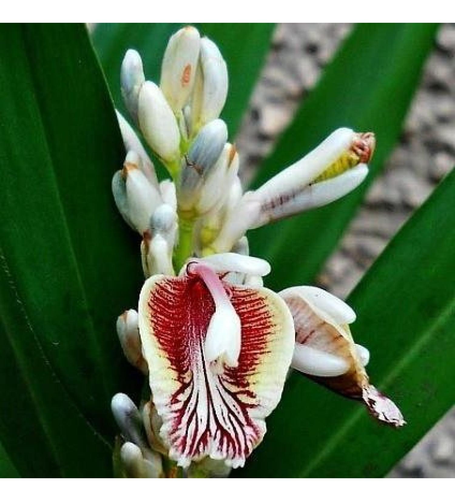 5 Rare Samen von Alpinia Galgant - Thai Ginger - Galgant