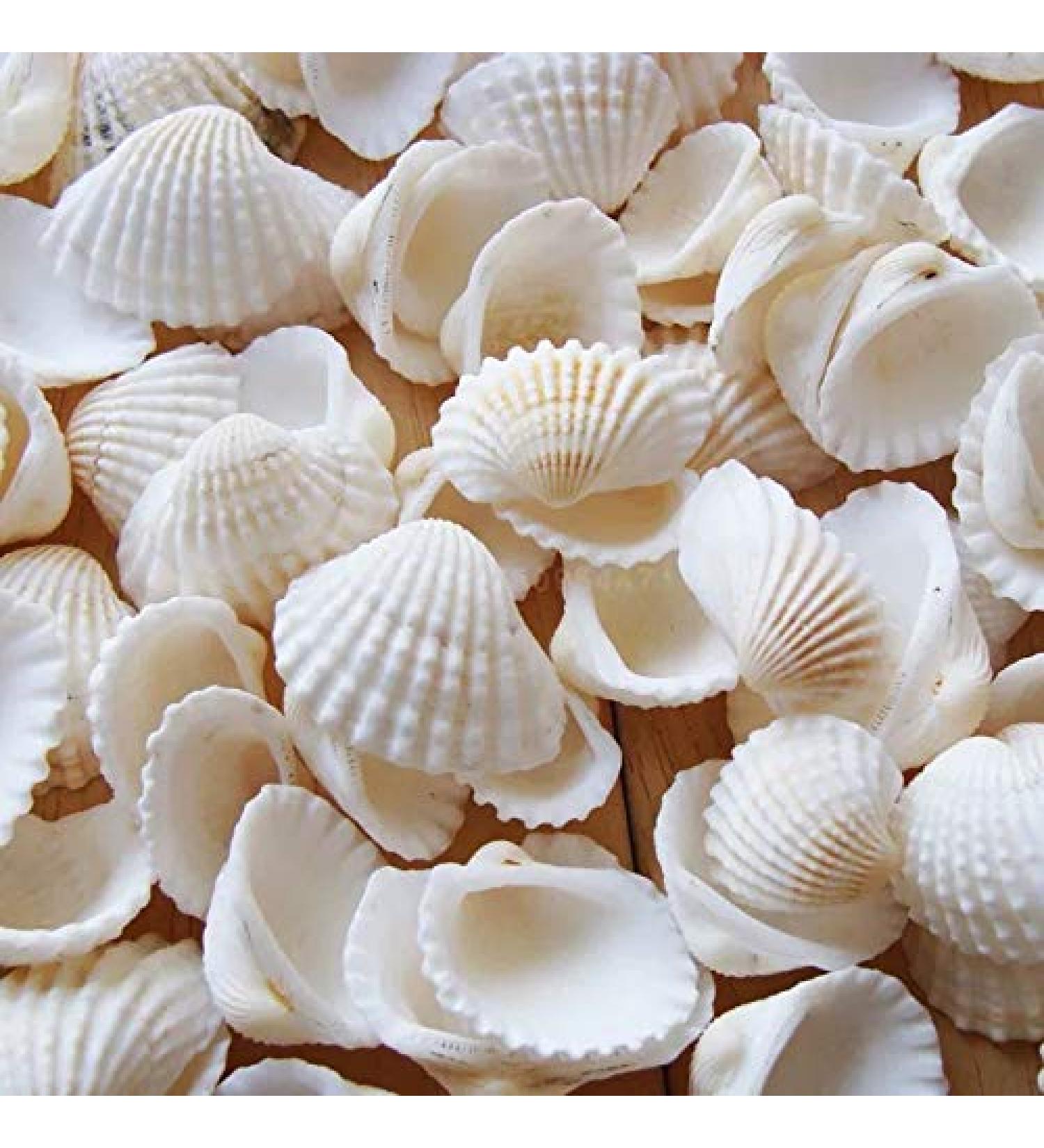 Small White Clam Seashells - Pack of 1 | Natural DIY Craft and Home Decor Vase Fillers - Buy Online on GoSupps.com