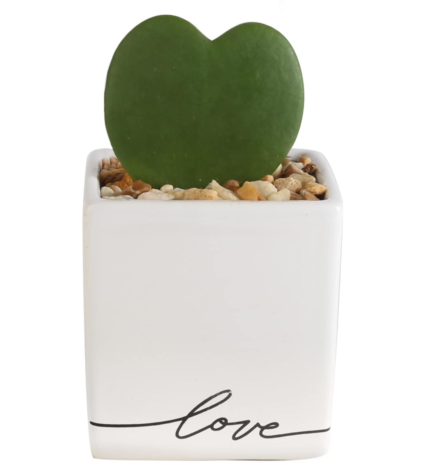 Costa Farms Live Indoor Hoya Heart Succulent in White Ceramic - 5 Tall - Buy Online on GoSupps.com