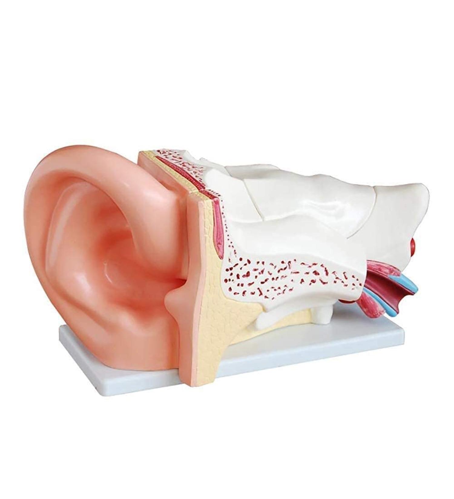 Scientific Research Human Ear Model 5 Times Life-Size Model with 6 Parts Showing Major Regions of The Ear Teaching Supplies - Buy Online on GoSupps.com