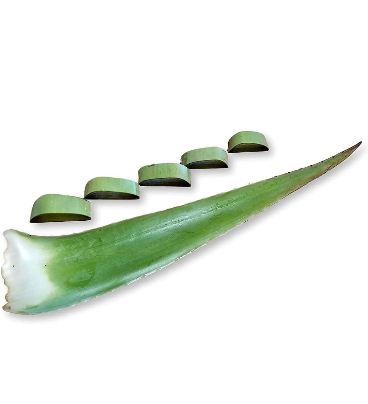 Chschou Fresh Aloe Vera Leaf Natural Plant Extract for Skin and Hair Care