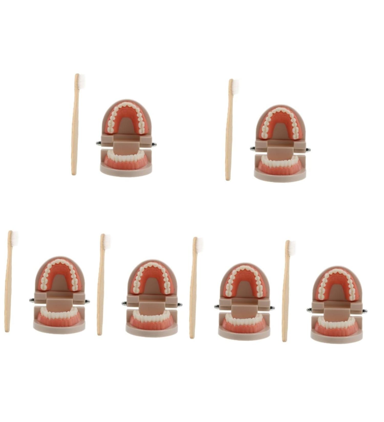 Solustre Removable Tooth Model - Educational Oral Cavity Toy for Kids | Preschool Teaching Model for Dental Awareness - Buy Online on GoSupps.com