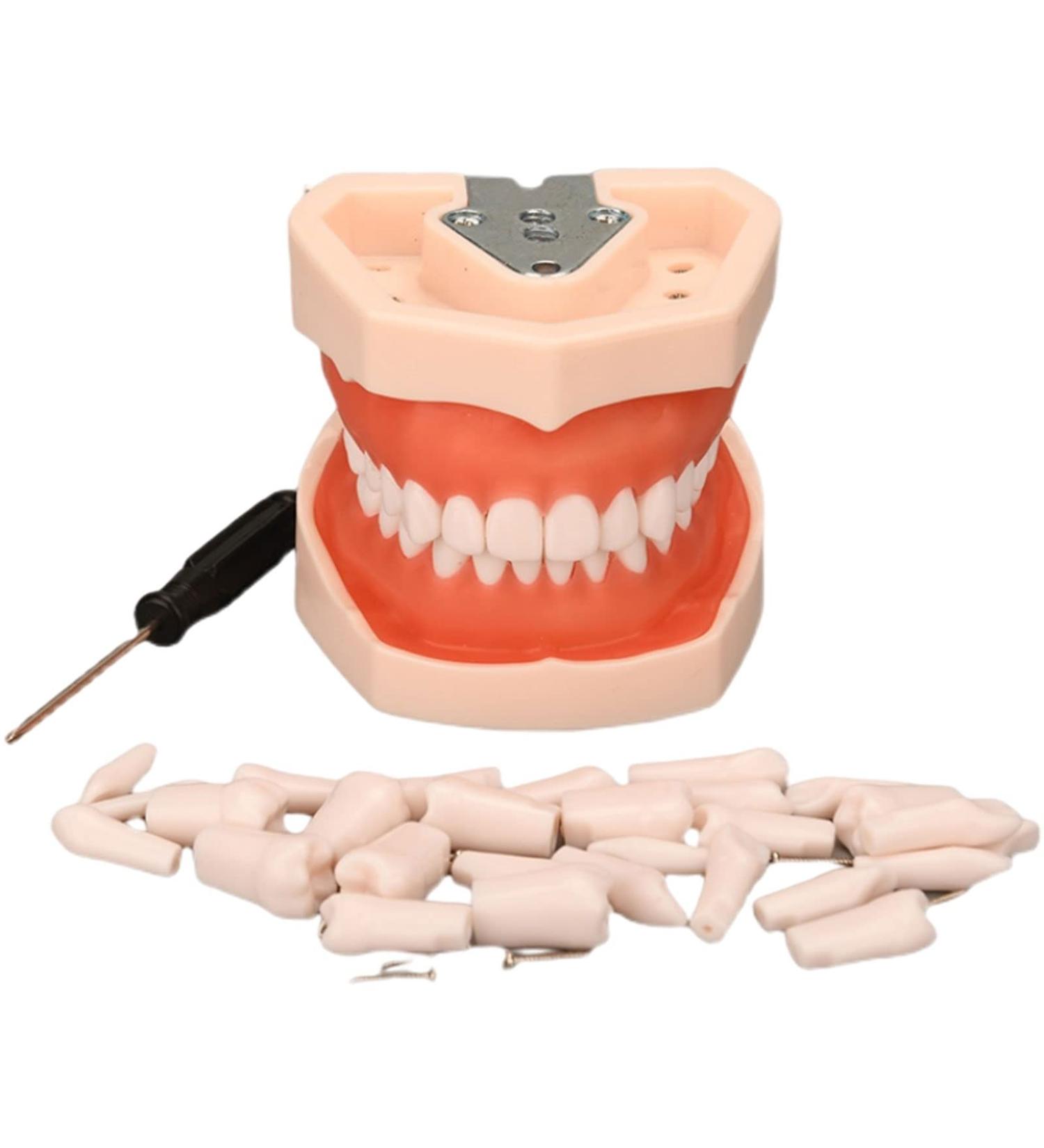 Dental Teeth Model B-28 with Soft Gums & Removable Teeth - Ideal Teaching Aid for Dentists | International Shipping - Buy Online on GoSupps.com