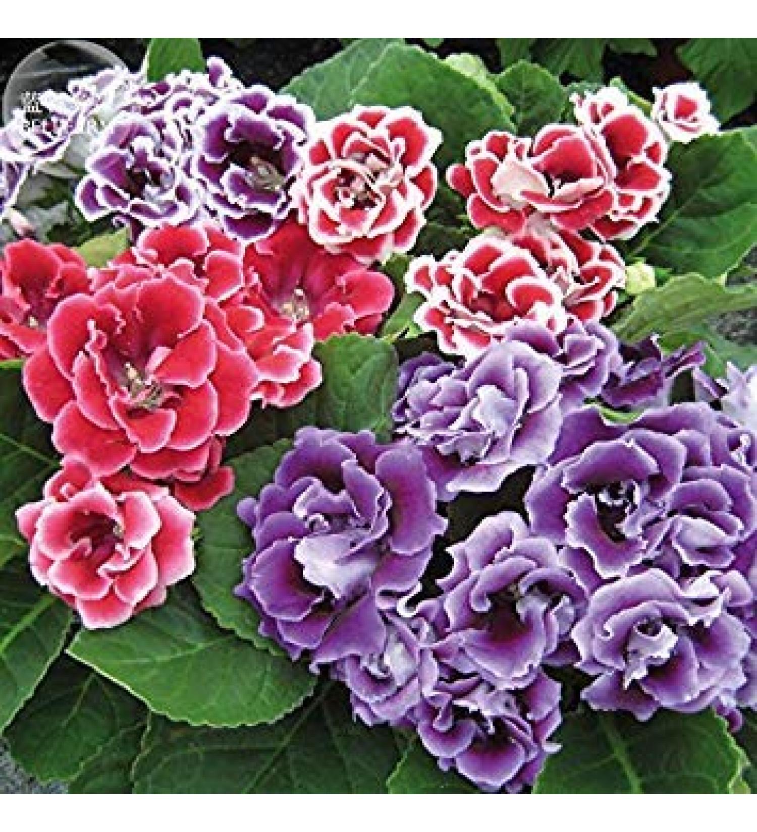 2018 Gloxinia F1 Double Brocade Mixed Seeds Professional Service Pack 5 Seeds Pelleted Double Petals TS319T