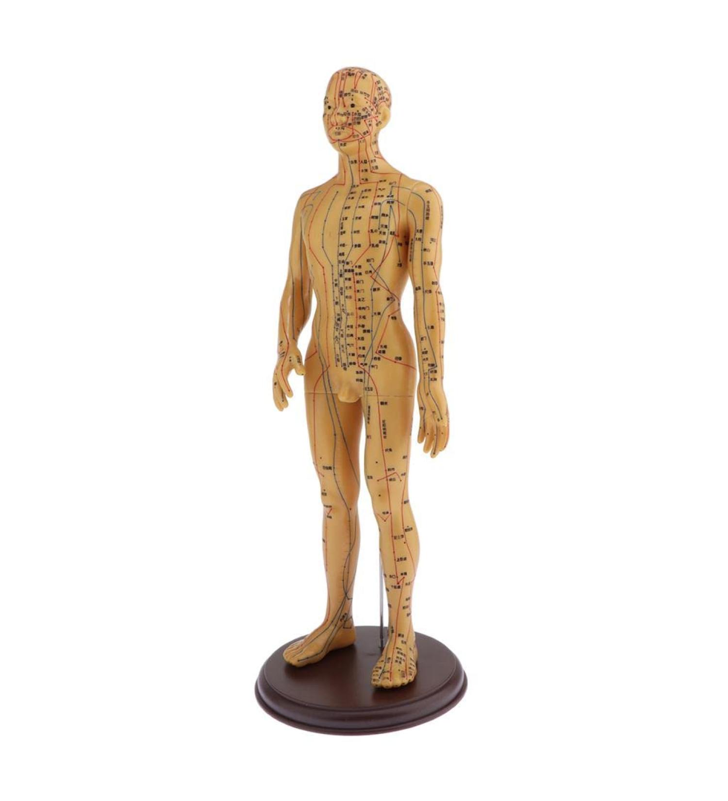 YIJU Human Acupuncture and Moxibustion Female Male Model Figurine Teaching Toys - 50CM Male Soft - Buy Online on GoSupps.com