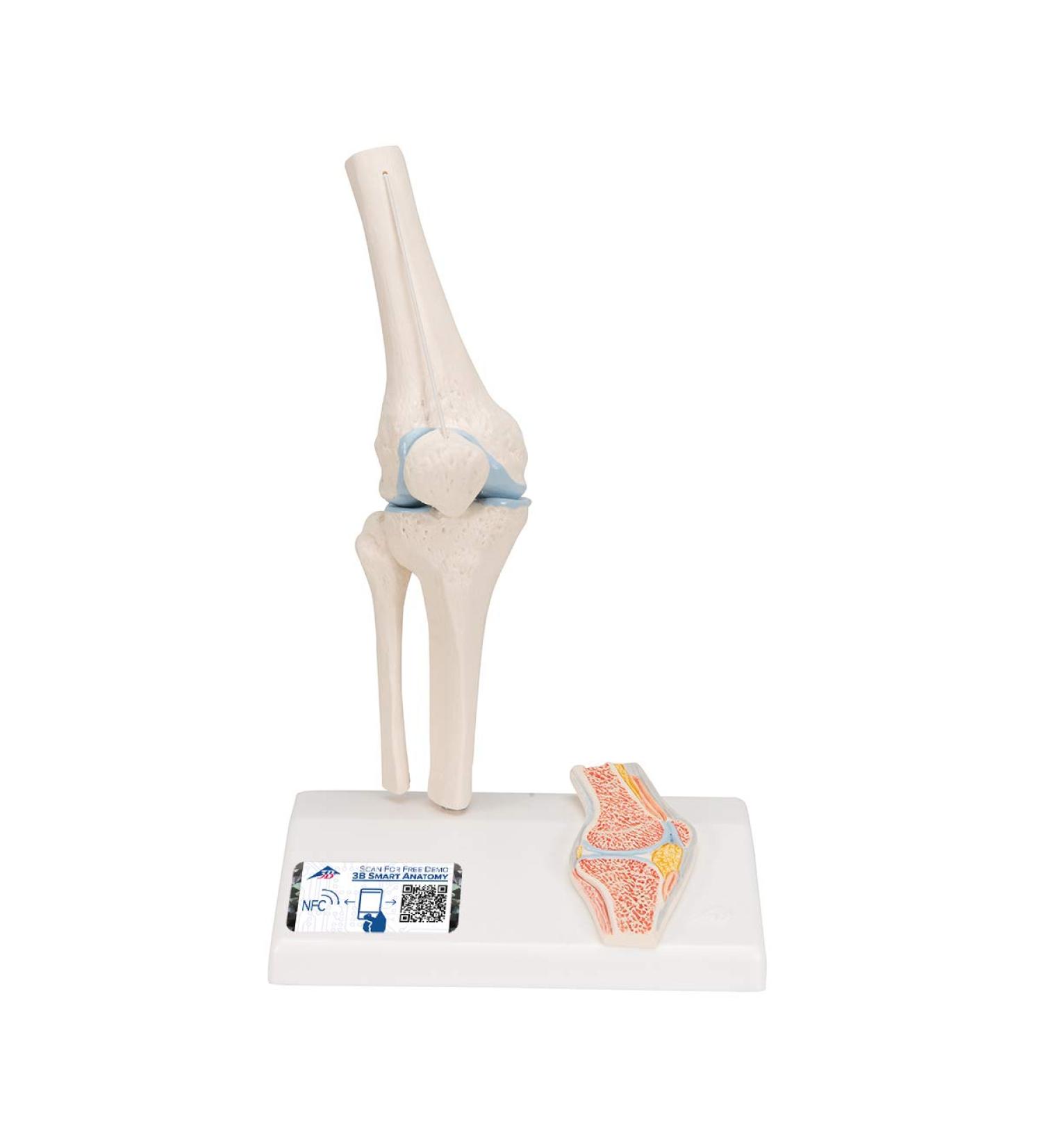 Buy 3B Scientific A85/1 Mini Knee Joint | Cross Section Bone Model | International Shipping | 3B Smart Anatomy - Buy Online on GoSupps.com