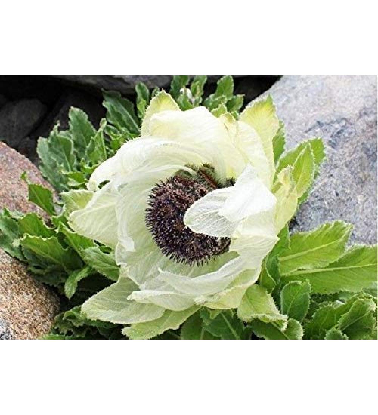 Portal Cool 5 Saussurea involucrata Seeds Hardy Tulip Flower Fritillaria Bulb Gladiolus Plants - Buy Online on GoSupps.com