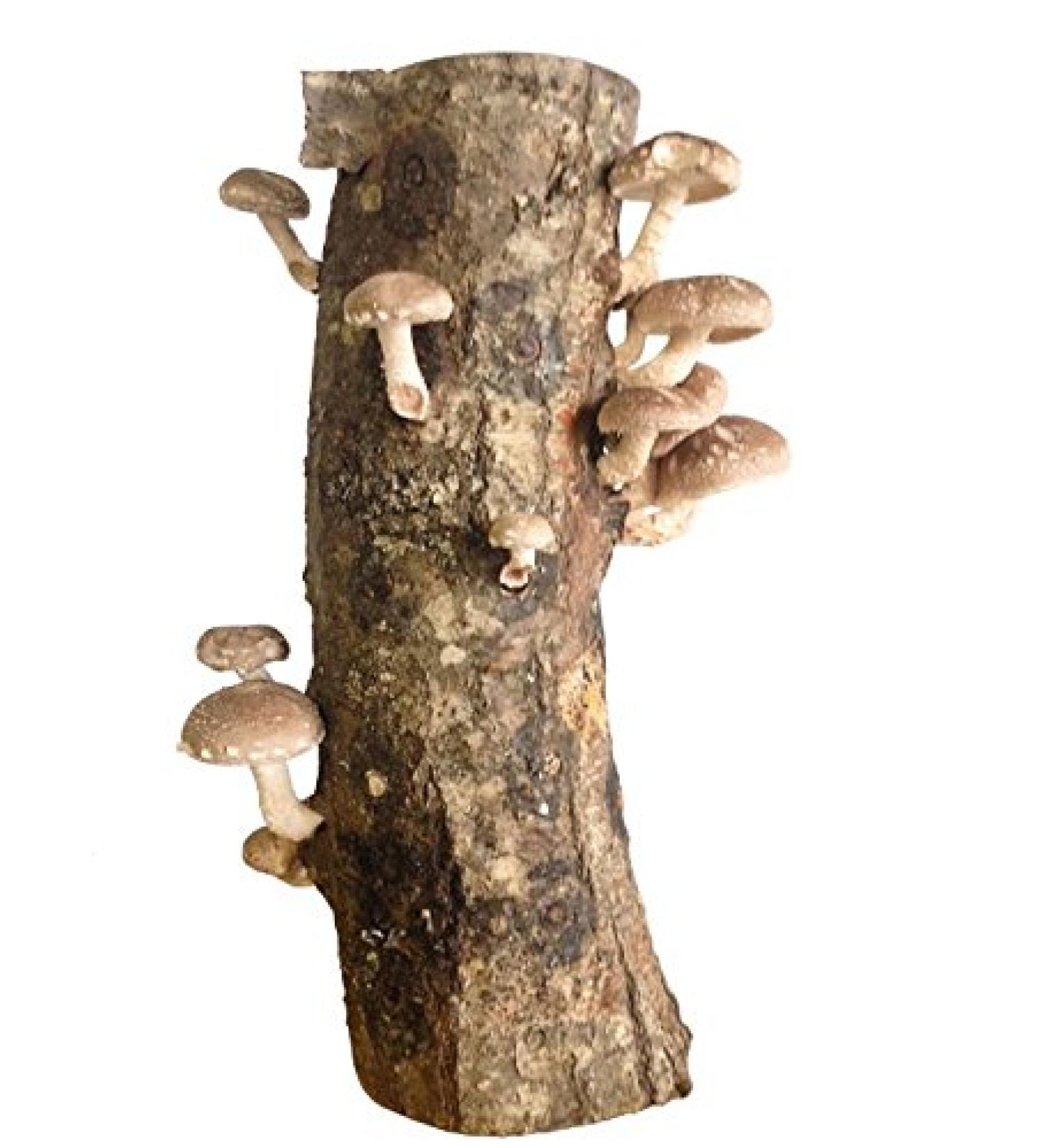 Grow Your Own Shiitake Mushrooms - 12 Log Kit - Buy Online on GoSupps.com