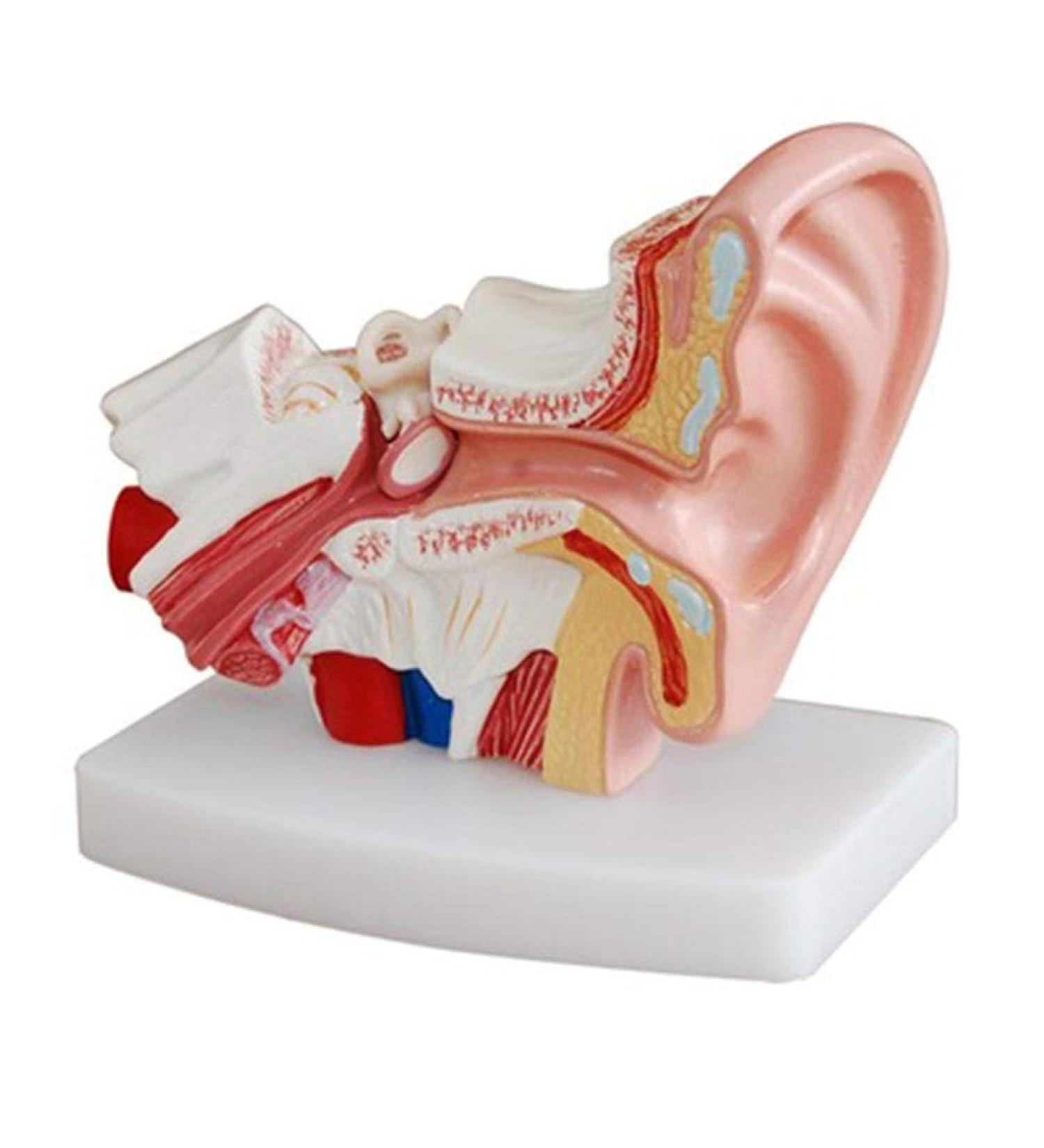 Human Ear Model Human Ear Anatomy Ear Canal Ear Middle and Inner Ear Auditory Otolaryngology Organ Teaching - Buy Online on GoSupps.com