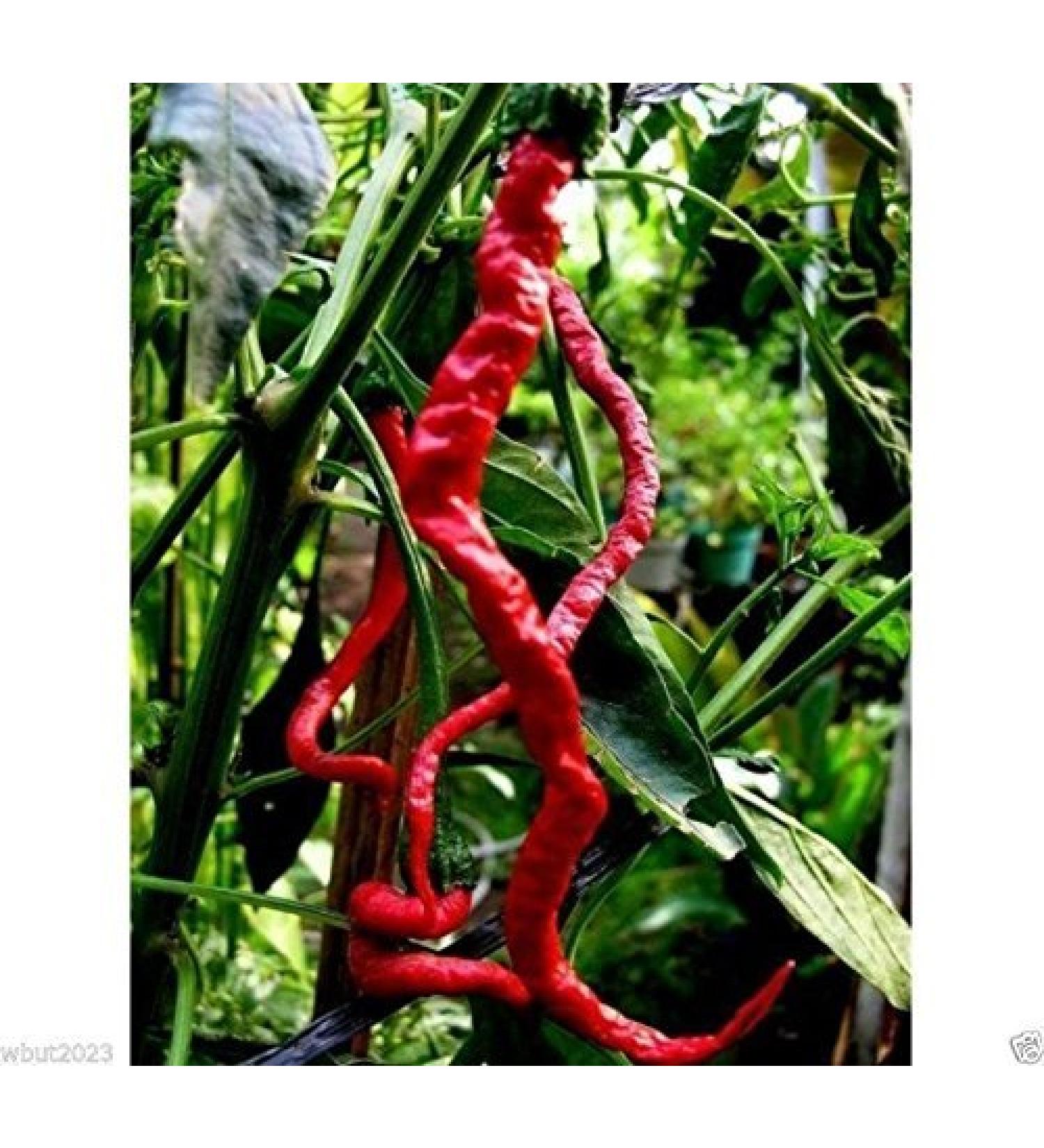 Indonesiana Hot Chili Pepper Kopay Monster Size 28-33 cm !! Molto rari (100 semi)