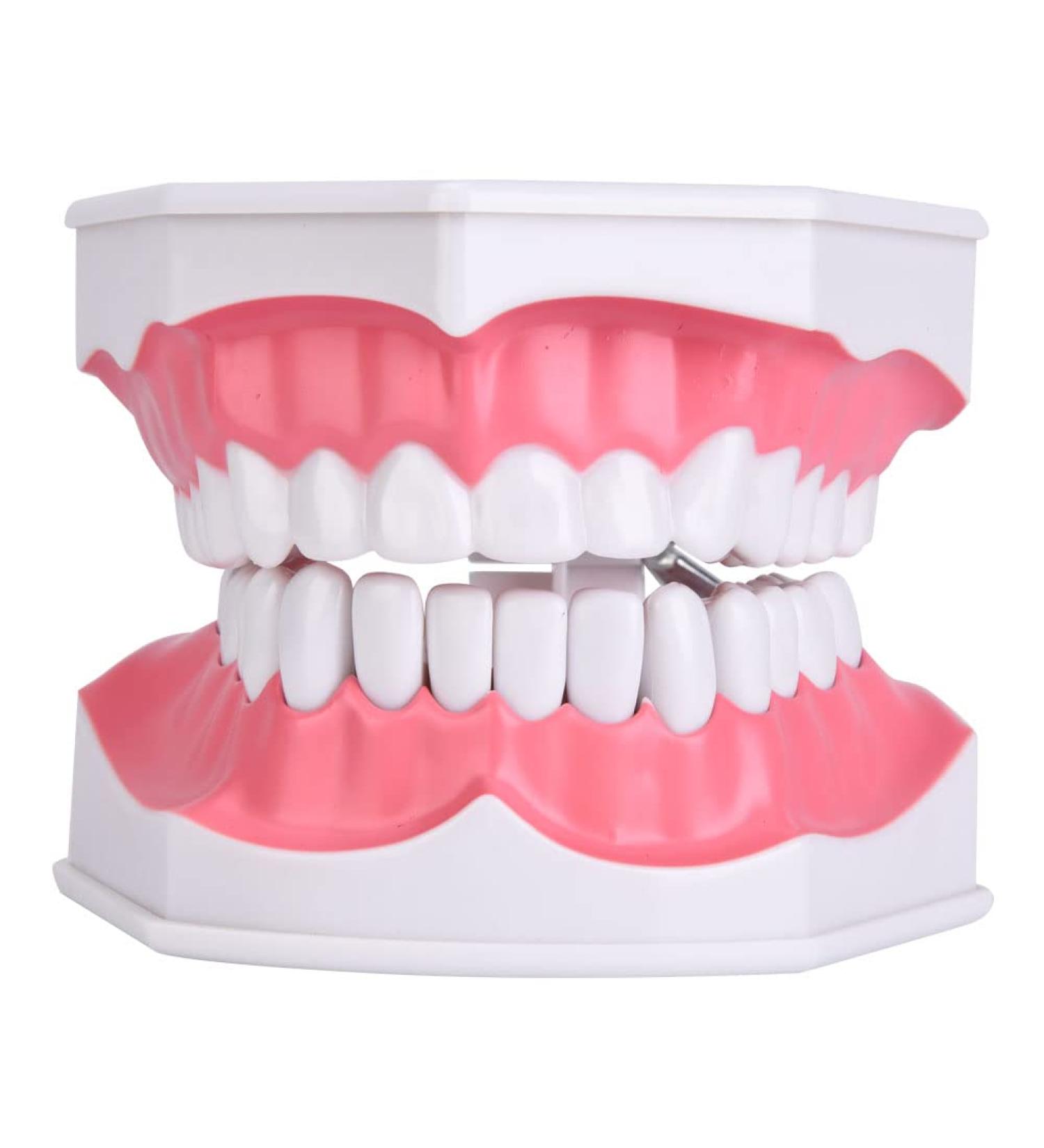 Dental Teaching Teeth Model for Kids | Educational Tooth Brushing Tool for Oral Care - Buy Online on GoSupps.com