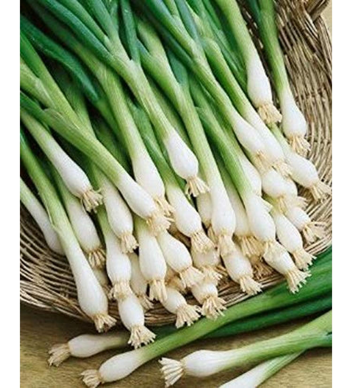 Portal Cool 25 - Semi: Tokyo Long White Bunching Onion - Delizioso !!! Cos Gustoso!!!! Grande Cipolla !!!!!