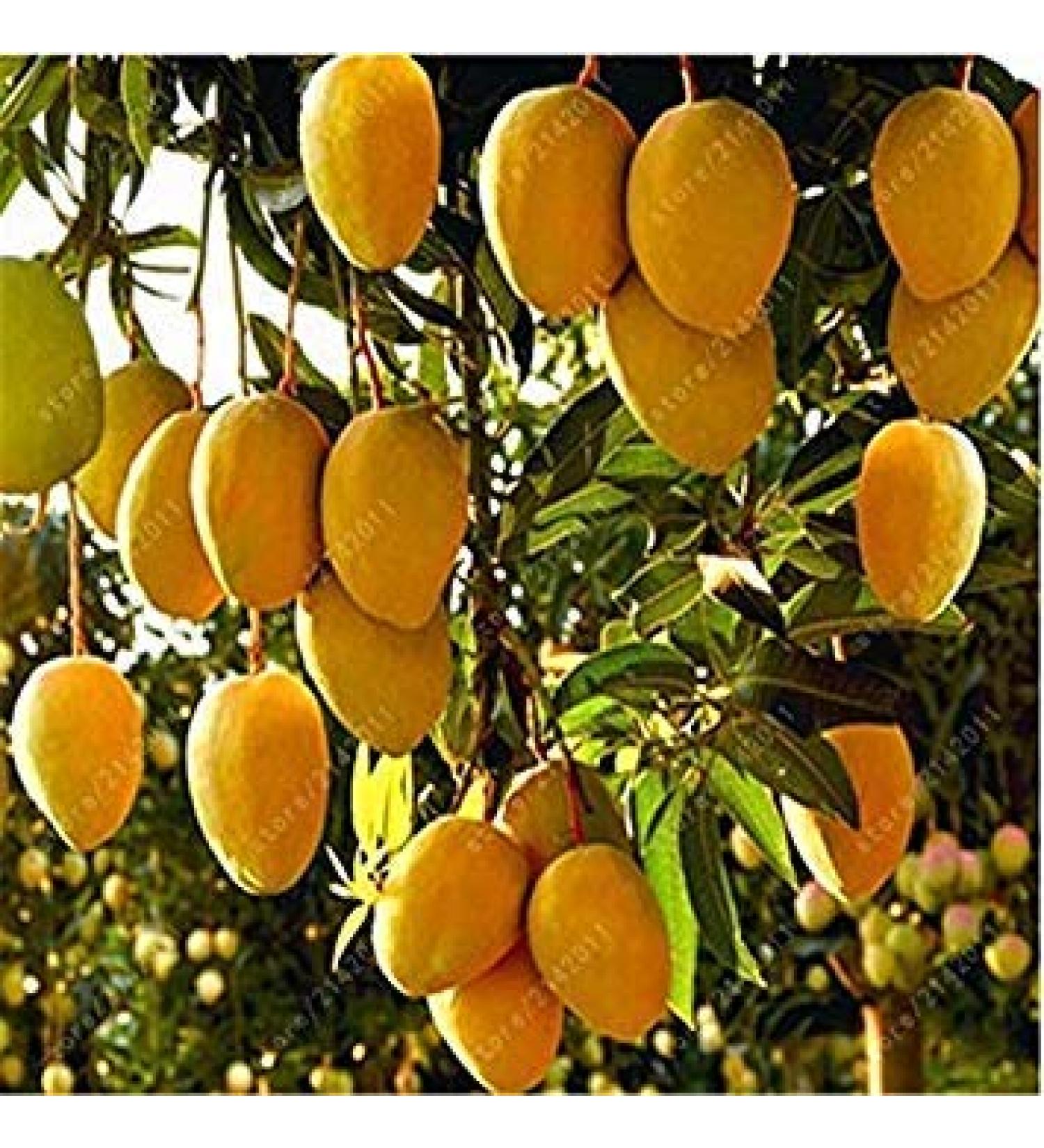 Germinazione I Semi: Gialli: Mango Sementi Sementi Frutta Giardino Della casa Della pianta 1 pc/Bag