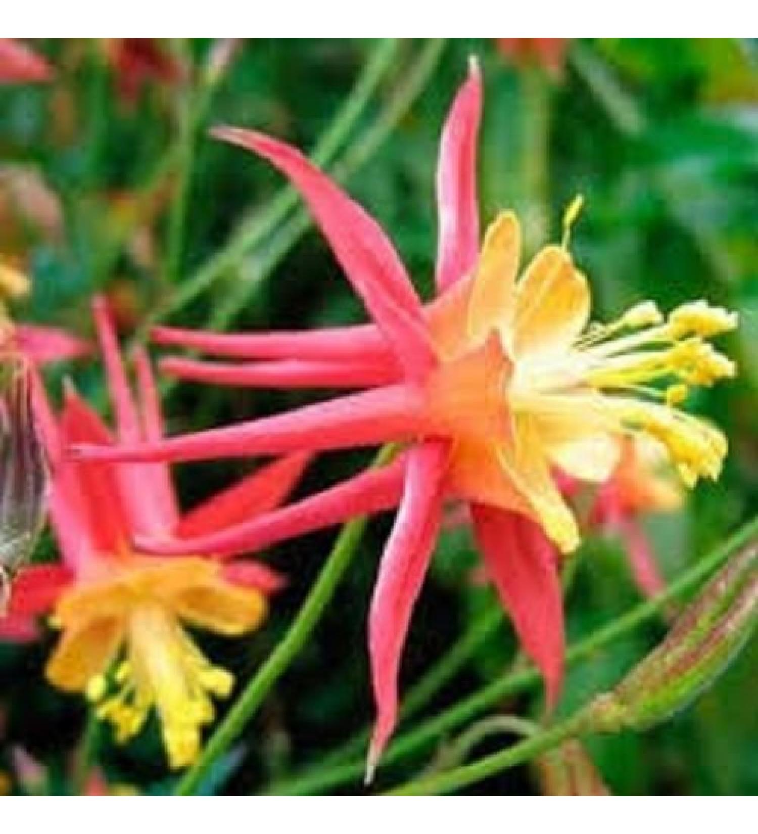 vegherb 30 Semi - Semi Tequila Sunrise Aquilegia Fiore/perenne