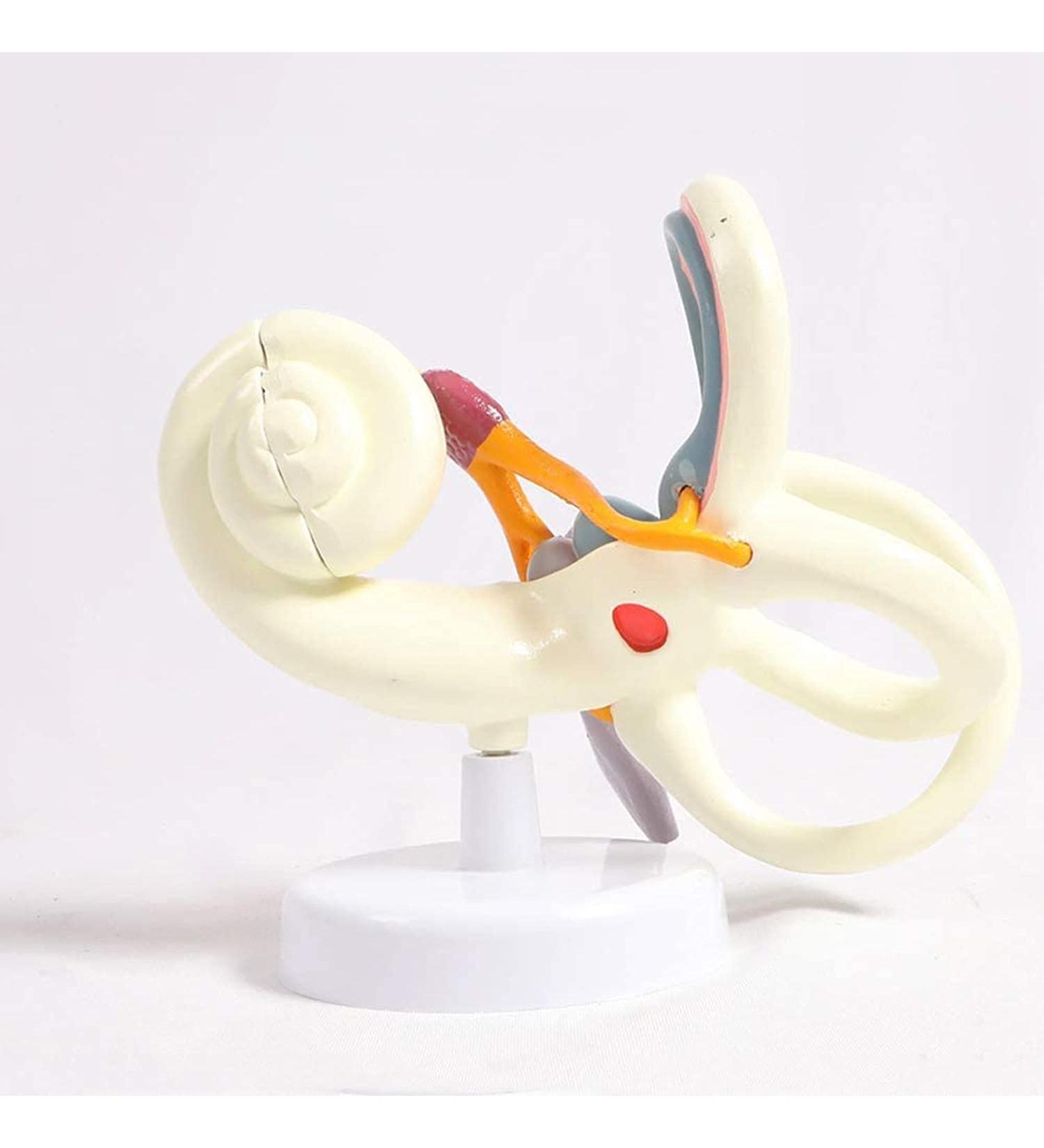 Maze 18 Times Magnification Model of The Inner Ear vestibular Model Anatomy of The Ear Labyrinth Ear Human Internal Model - Buy Online on GoSupps.com