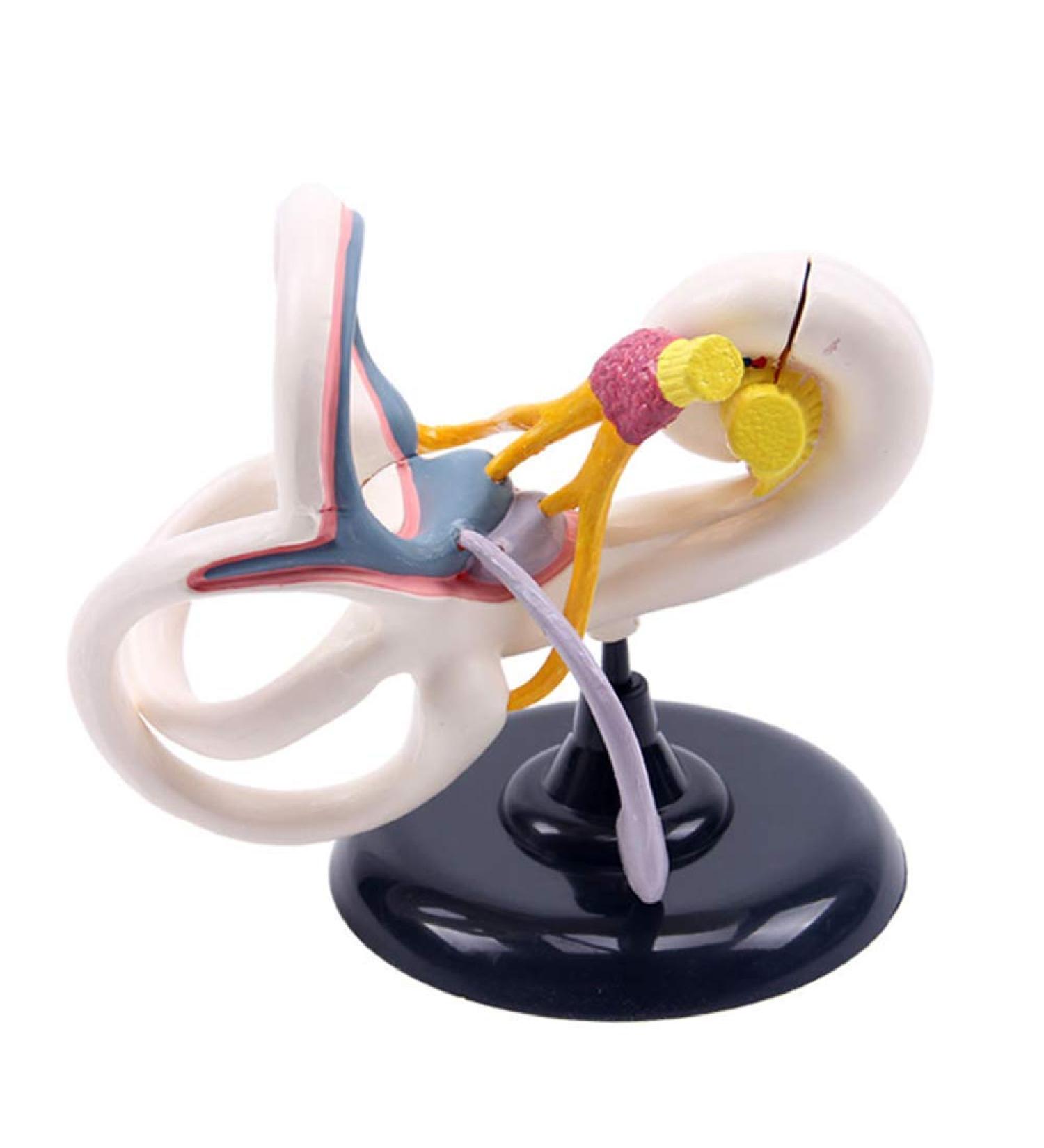 Ear Internal Structural Model - Medicine Anatomical Ear Internal Structural Model Human Organs Model - for Studying Teaching Medical Model - Buy Online on GoSupps.com