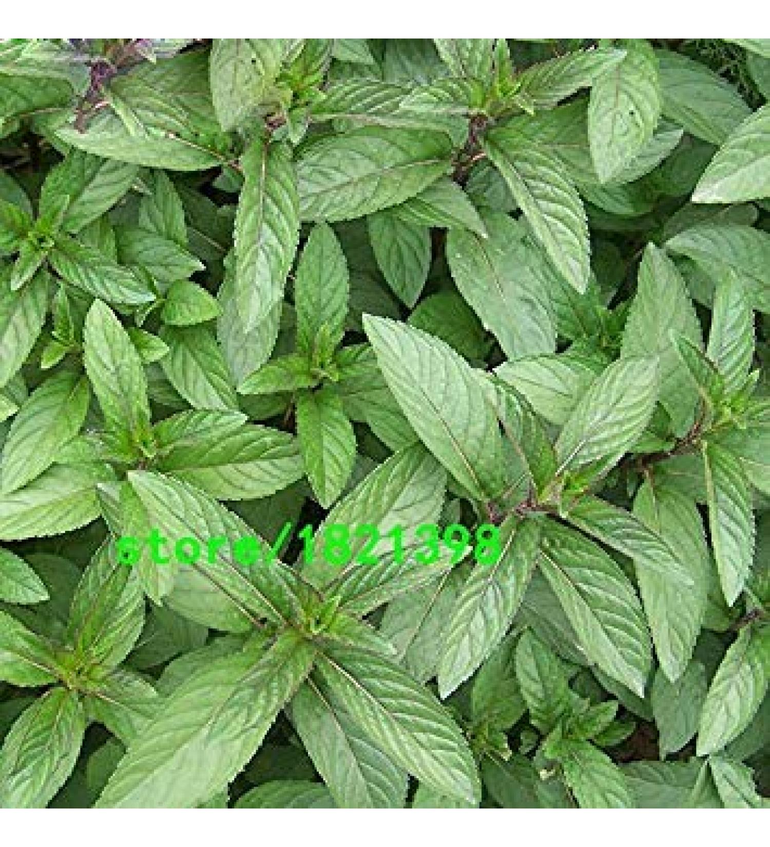 Vistaric Promotion! Vegetable mint Vegetable seeds Balcony Potted mint Germination rate 98% Aromatic plant seeds 200PCS - Buy Online on GoSupps.com