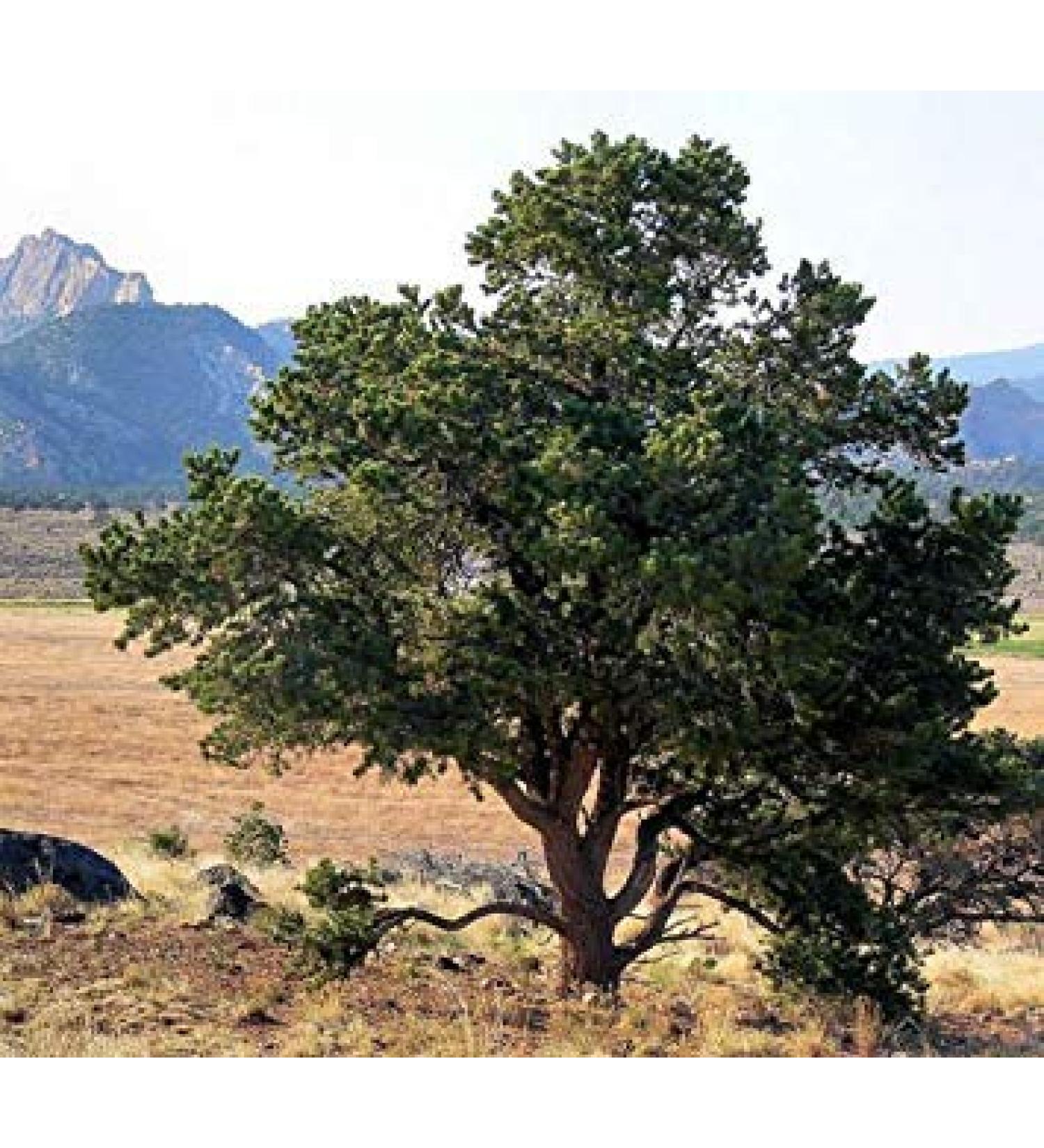 VISA STORE Colorado Pine Nuts, Pinus edulis, 30 Seeds Seeds (Hardy Evergreen, Edible)