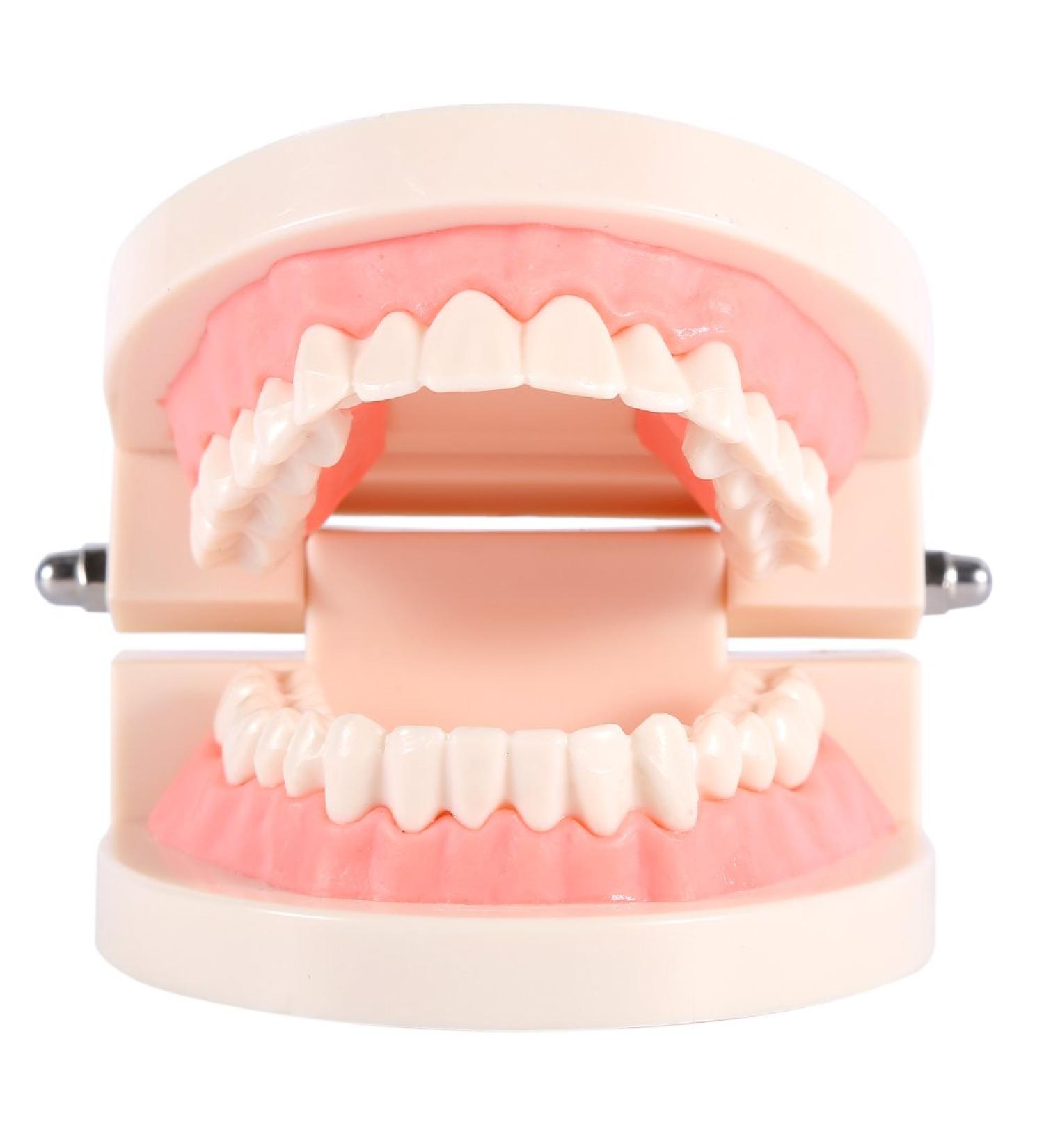 Buy PVC Dental Teaching Models - Tooth Study Kits for Kids | Learn to Brush Teeth Effectively - Buy Online on GoSupps.com