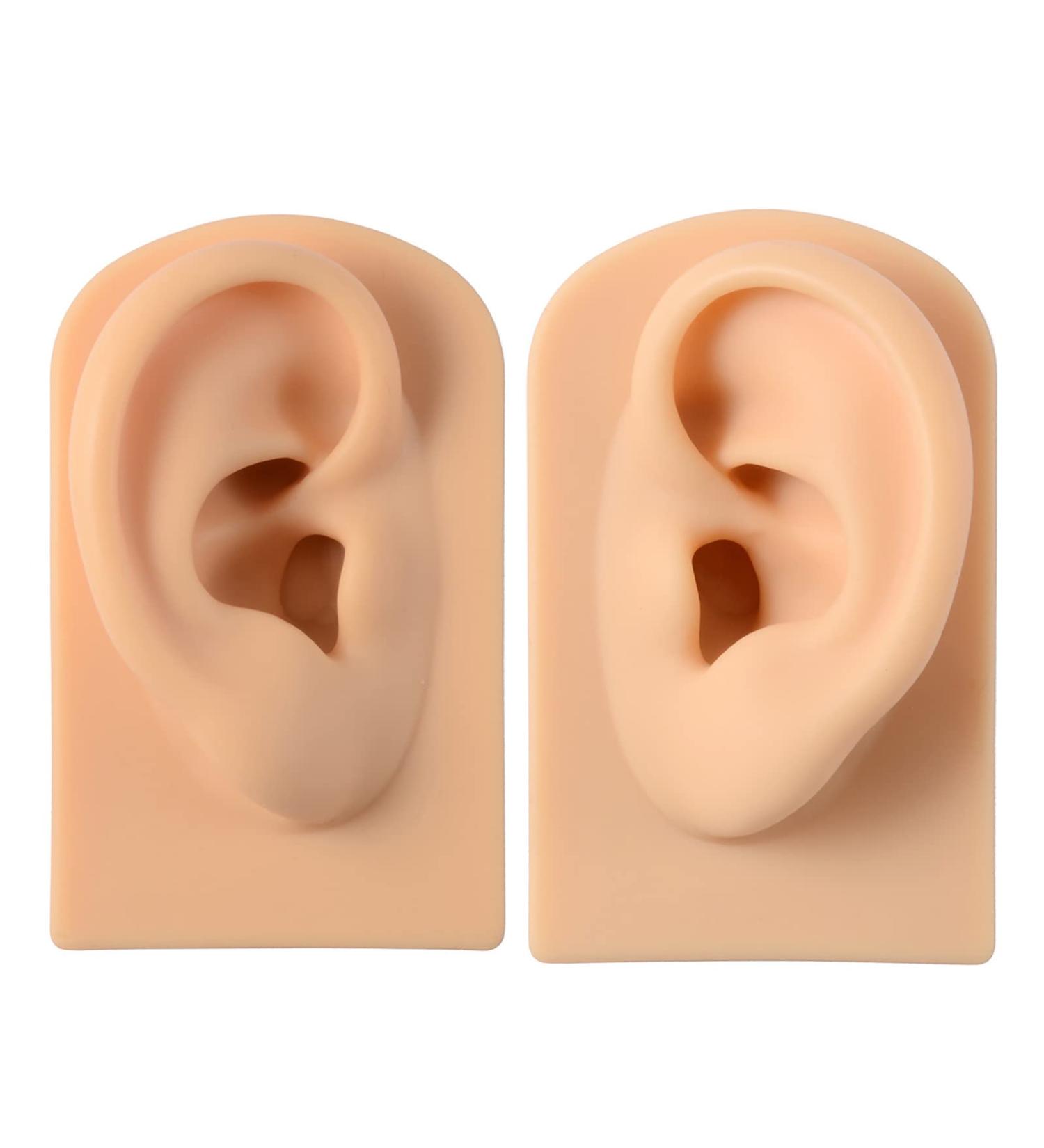Silicone Acupuncture Ear Model Set for Science Class - Reusable & Anatomically Accurate - Buy Online on GoSupps.com