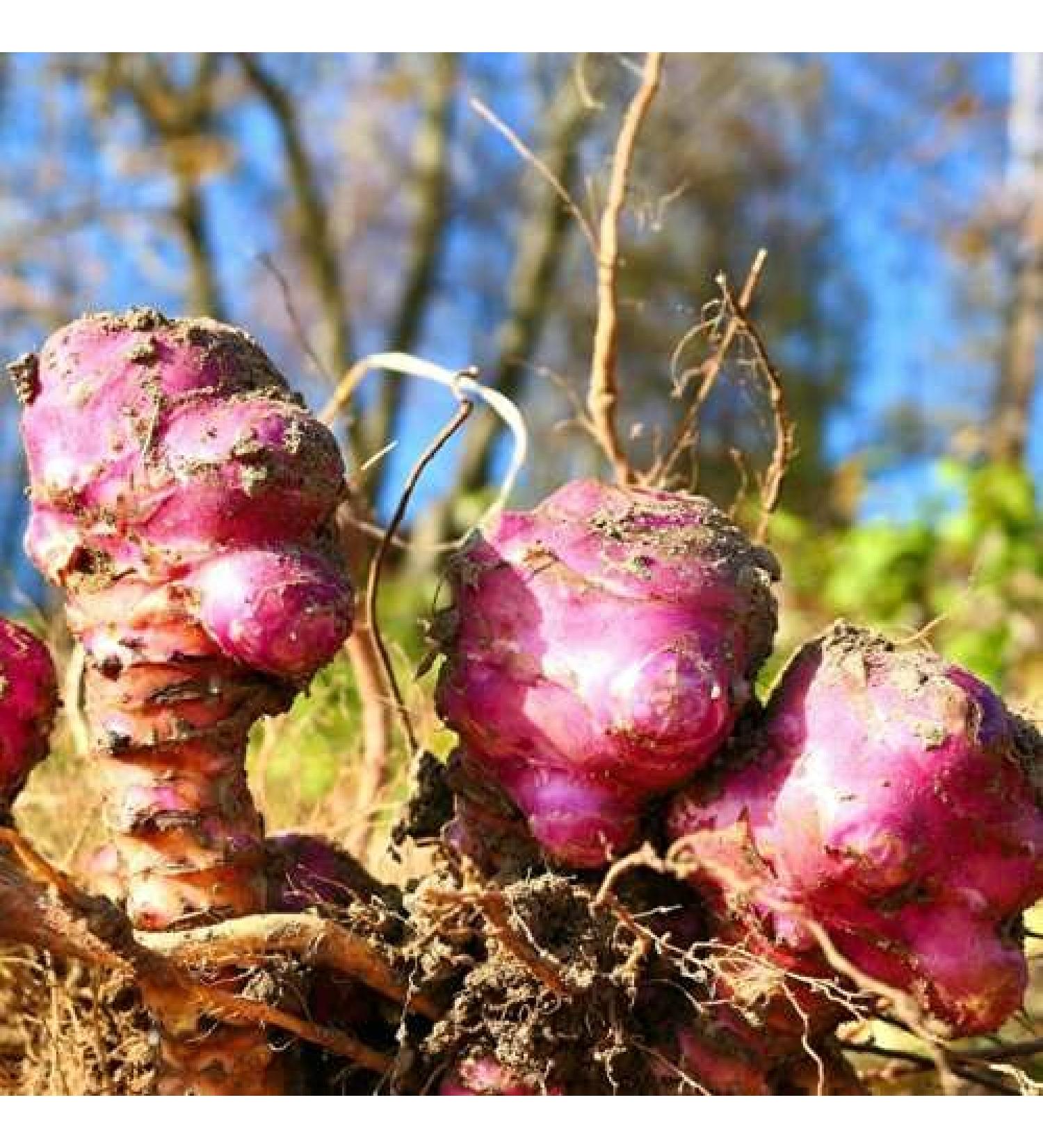 3 Roots of Jerusalem Artichoke - Helianthus TUBEROSUS