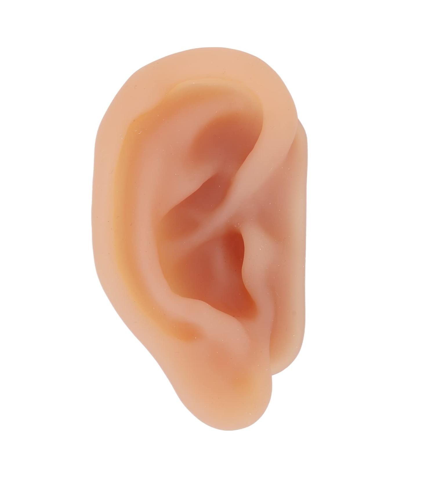 Silicone Ear Model with Display Stand - Acupuncture & Piercing Practice Tool - Buy Online on GoSupps.com