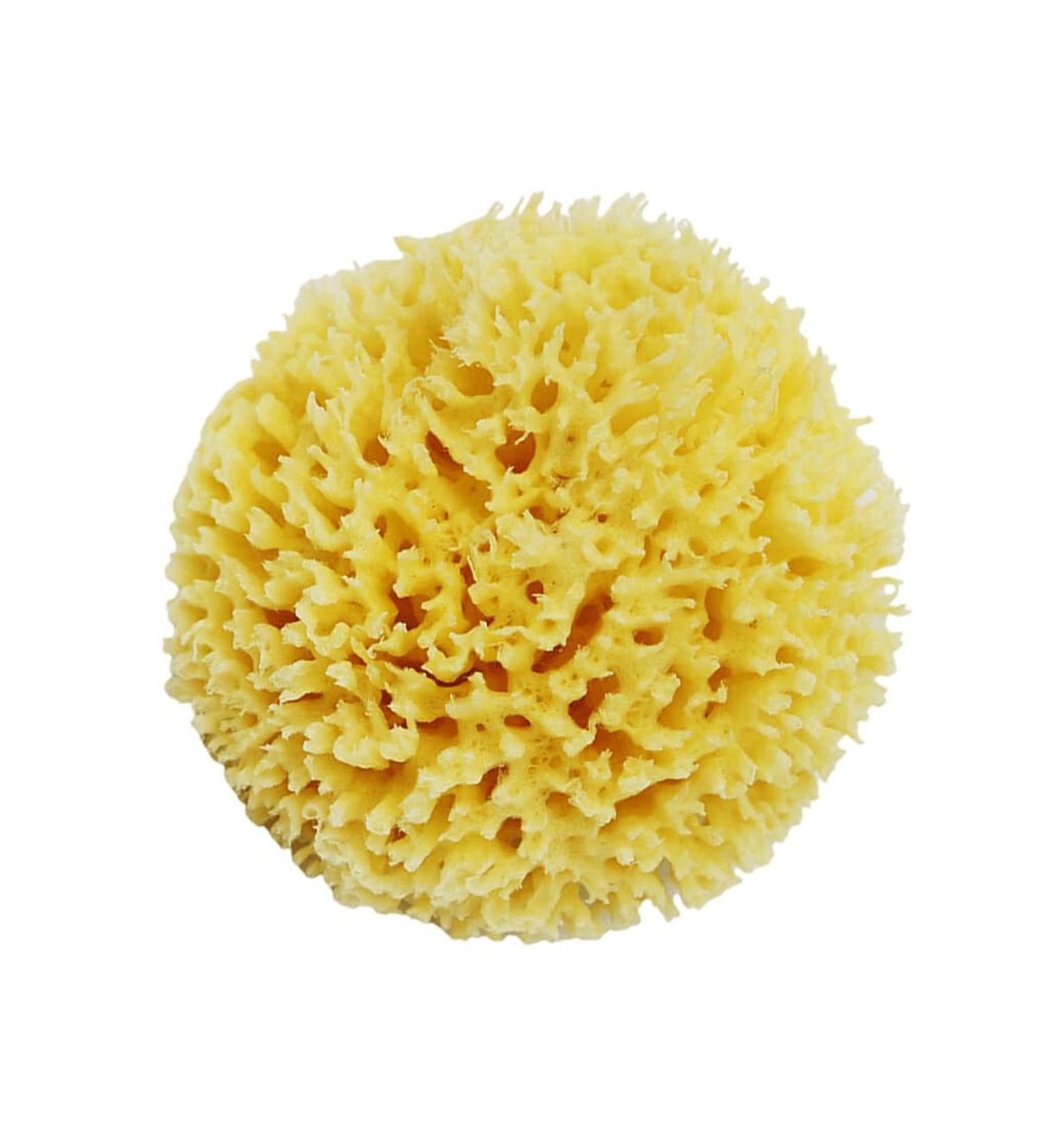yuwqqoajv Durable Natural Sea Sponge Easy to Clean Long-Lasting Natural Sea Sponges for Bathing Honeycombs Natural Sea Sponge - Buy Online on GoSupps.com