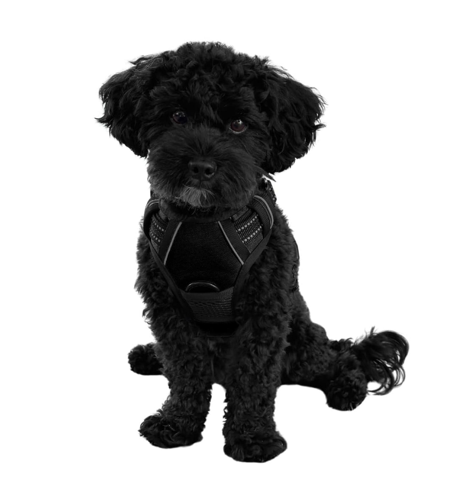 Reflective Dog Harness for Small & Medium Dogs - Nylon Breathable Mesh - Ideal for Training Puppies - Size M (Black) - Buy Online on GoSupps.com