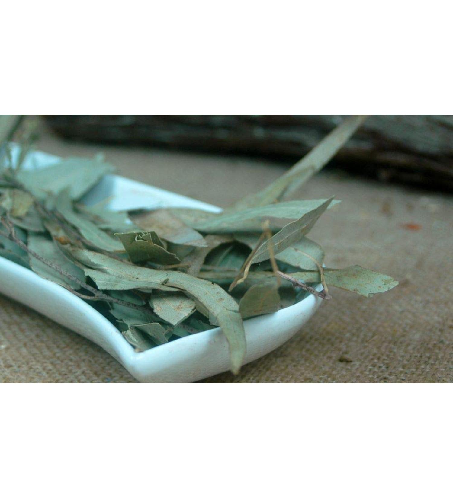 Krauterino24 Krauterino24 - Total number of eucalyptus leaves: 500 g