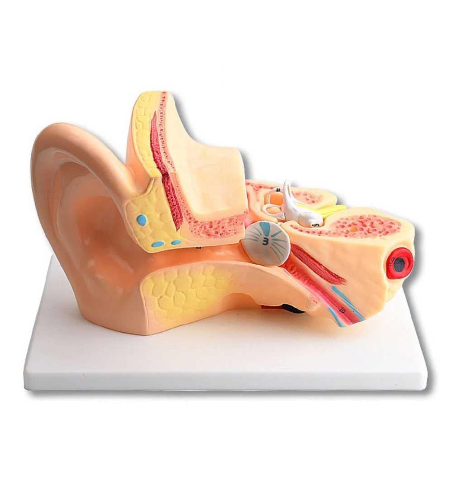 5X Enlargement Human Ear Anatomy Model - Ear Joint Simulation Model Professional PVC Outer Middle Inner Ear Model with Base for Medical Demonstration A - Buy Online on GoSupps.com