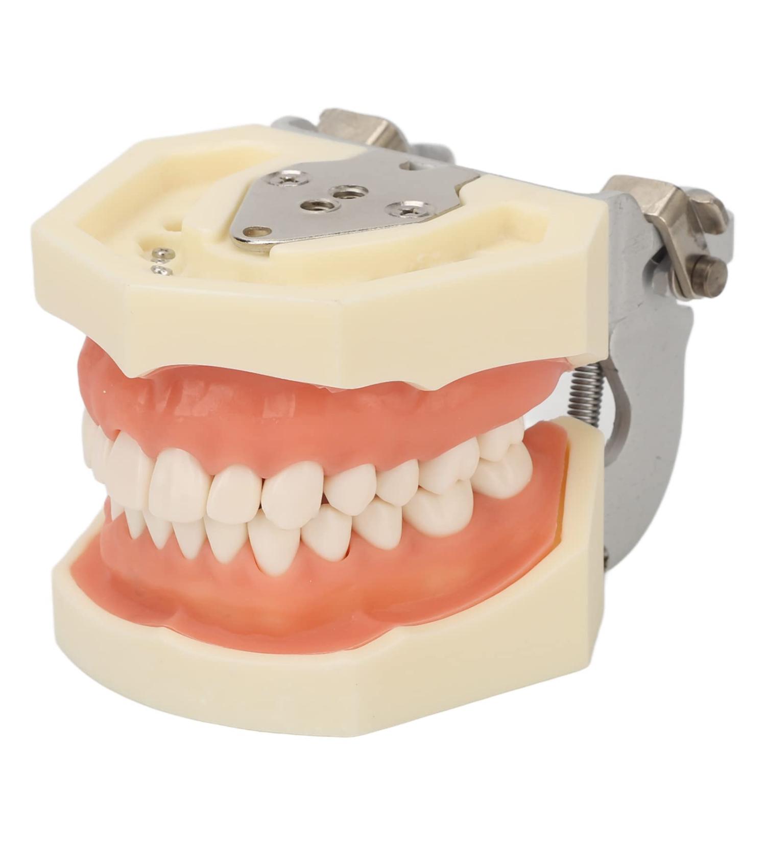 Upper Jaw Cyst Teeth Model - Tooth Preparation & Soft Gums for Pupillary Abscess Incisions | International Shipping - Buy Online on GoSupps.com