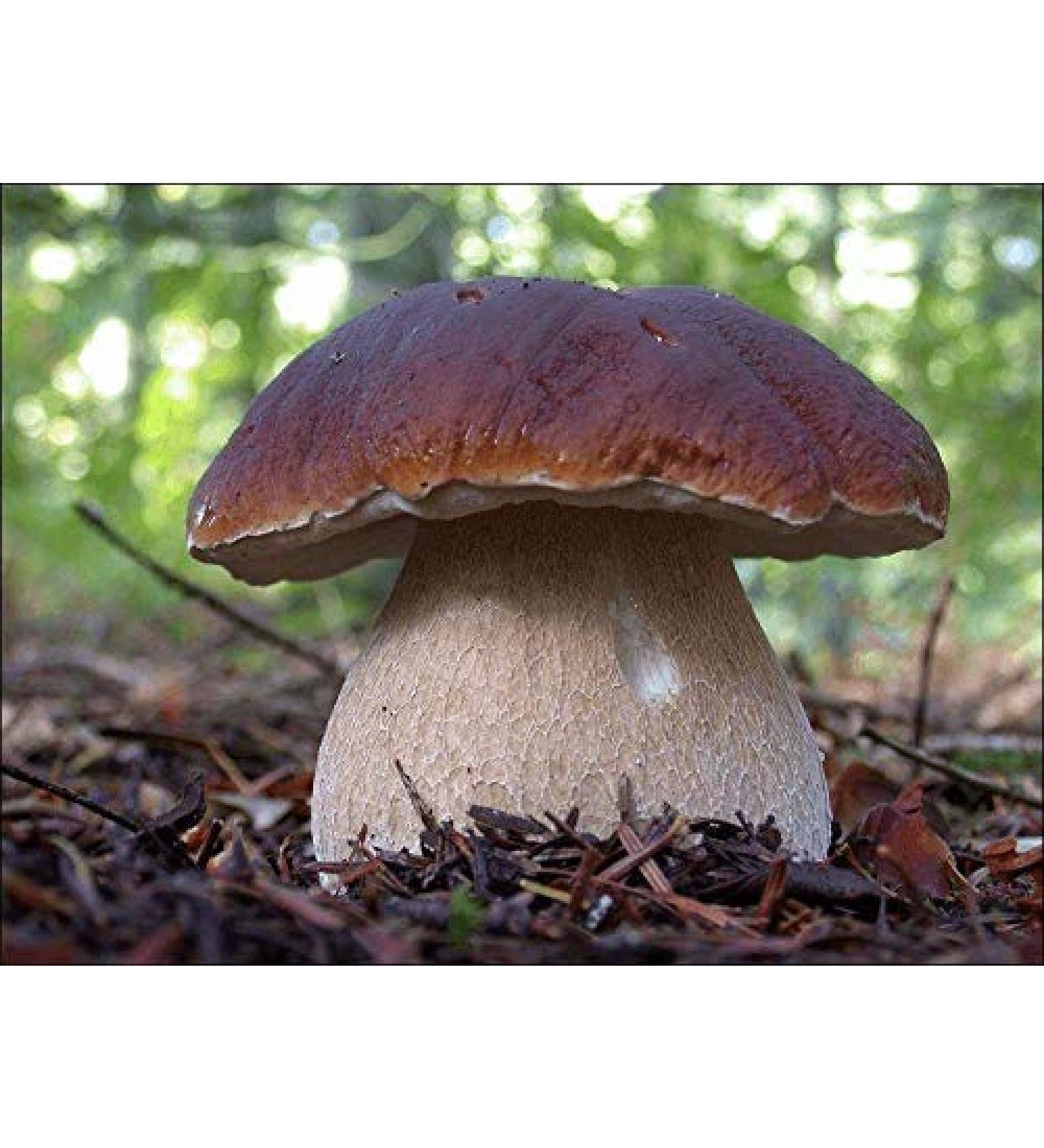 Portal Cool 30 G: Boletus Edulis Fungo Bianco secco Grano micelio 10 G o 30 G Ucraina