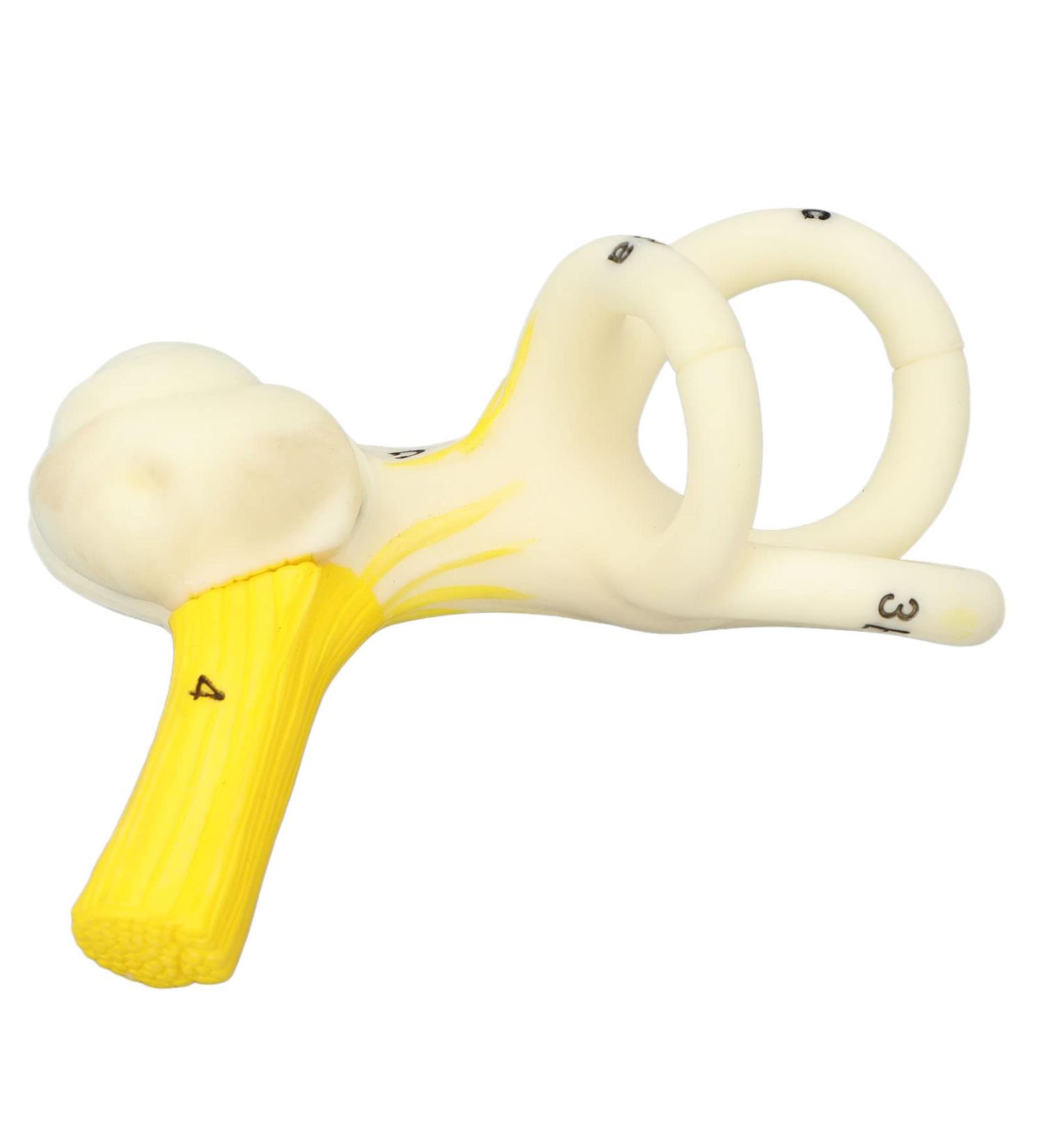 Highly Detailed Inner Ear Labyrinth Model - 5X Magnification PVC Semicircular Canal - Ideal for Teaching and Education - Buy Online on GoSupps.com