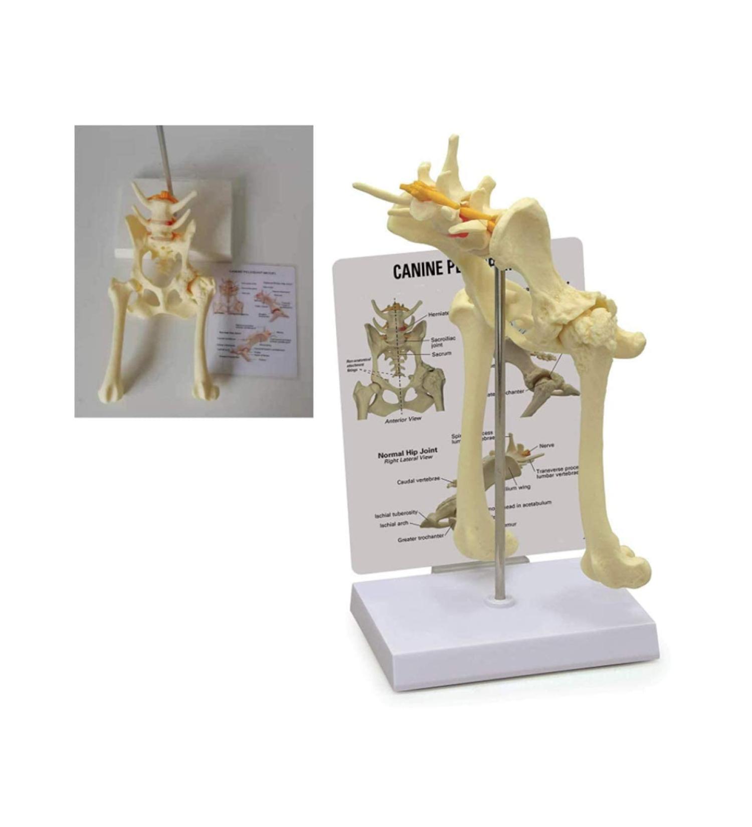 Dog Hip Joint Model Life Size Flexible Anatomically Accurate Hip Bones Dog Basin Animal Body Anatomy Replica for Veterinary Office Teaching Tool for Medical - Buy Online on GoSupps.com
