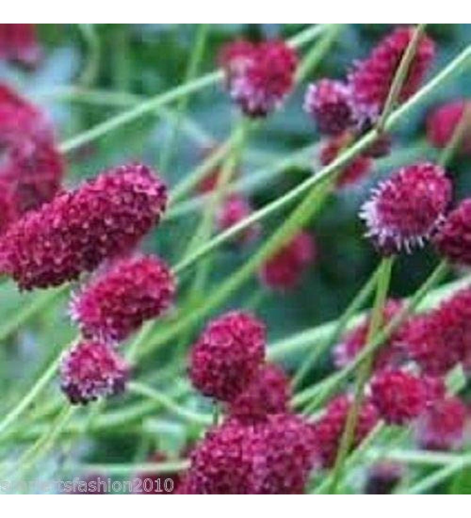 25G: Maggiore Burnet Sheeps Piccola Insalata Burnet Wildflower 10G 20G 50G 100G 500G Bulk