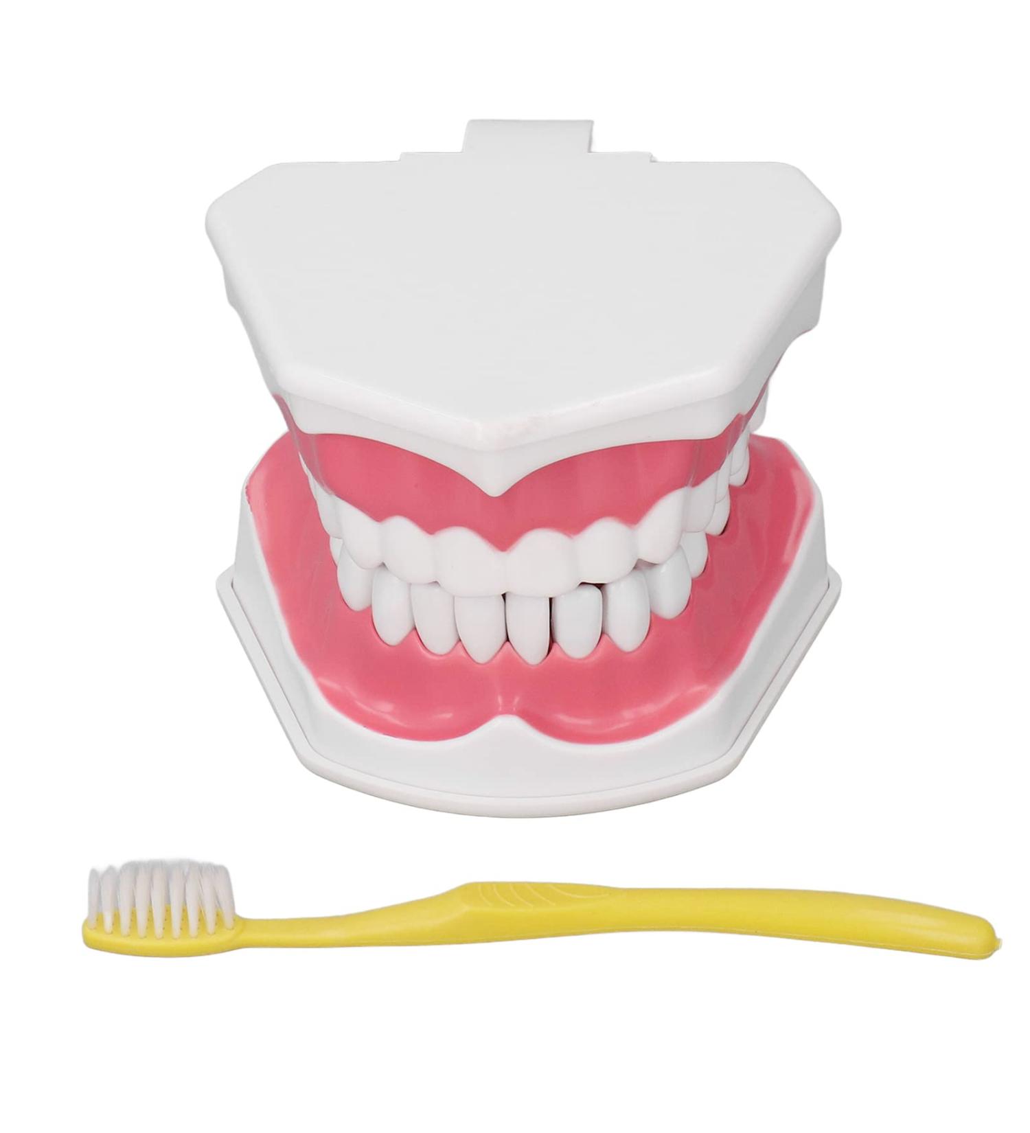 Vomeko Tooth Brushing Practice Model for Kids - Ideal Training Set with Brush - International Shipping Available - Buy Online on GoSupps.com