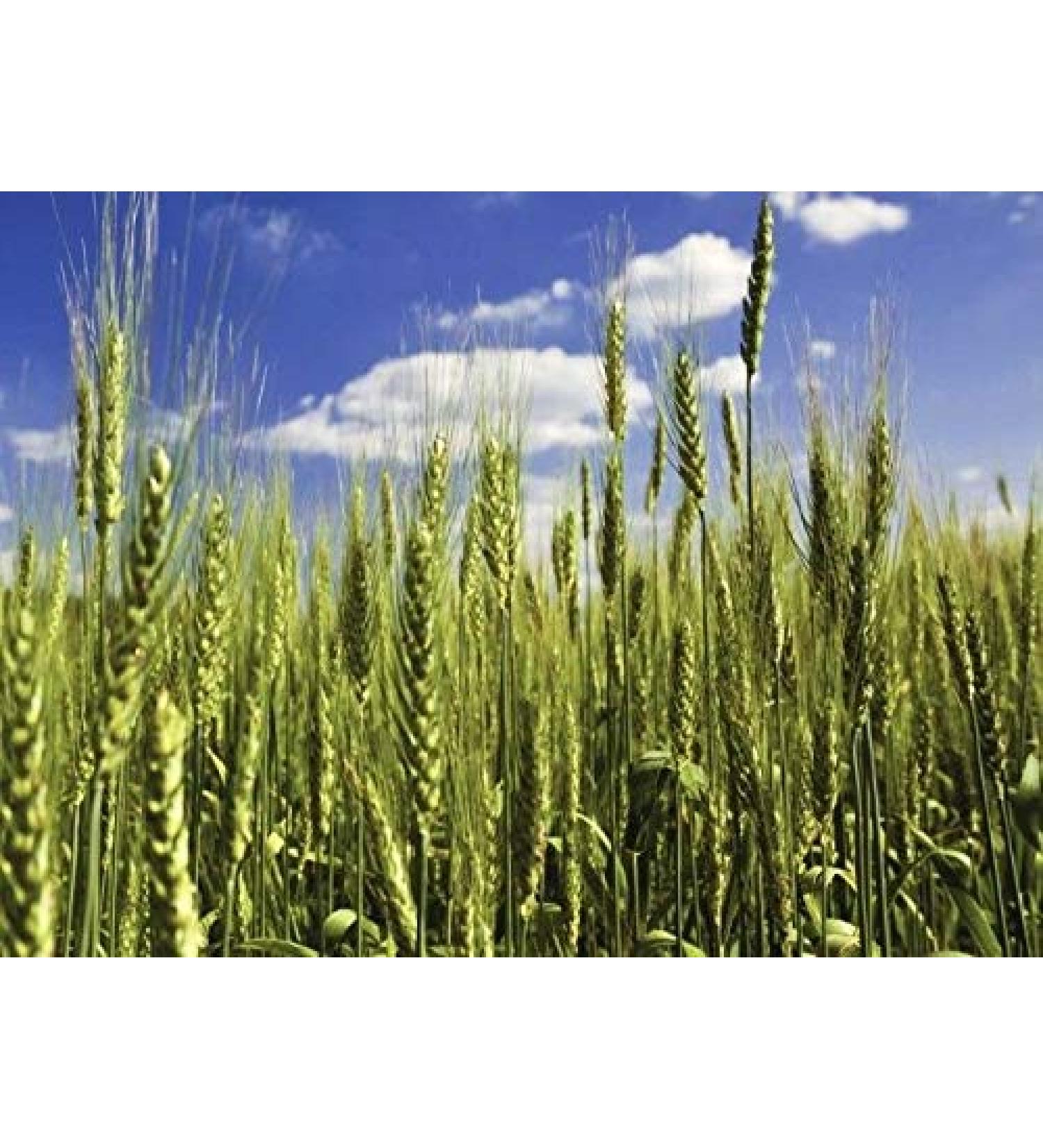 Portal Cool C 8 Ounce 5200 Organic Triticale Seed Wheat Wheat Rye Grains Hybrid Cereals Seeds 1 oz per 1lb - Buy Online on GoSupps.com