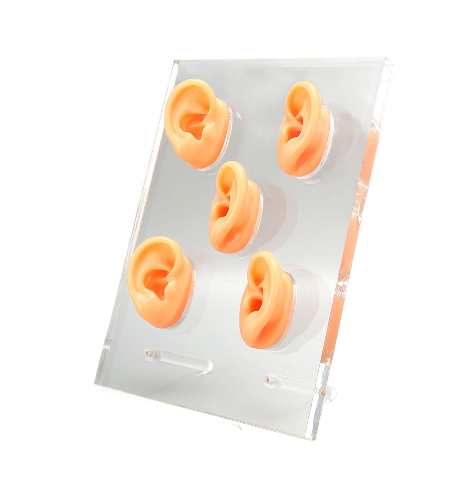 Buy Silicone Waterproof Ear Model for ENT Hospitals - Soft & Tenacious with Support Columns | International Shipping Available - Buy Online on GoSupps.com