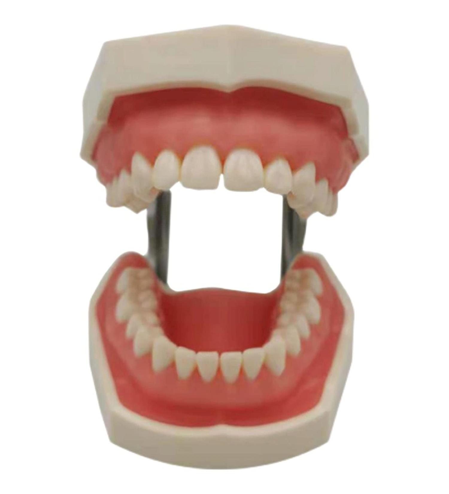 Dytah Typodont Troch Model - Realistic Dental Teaching Model with Removable Teeth for Adult Demonstration - International Shipping Available - Buy Online on GoSupps.com