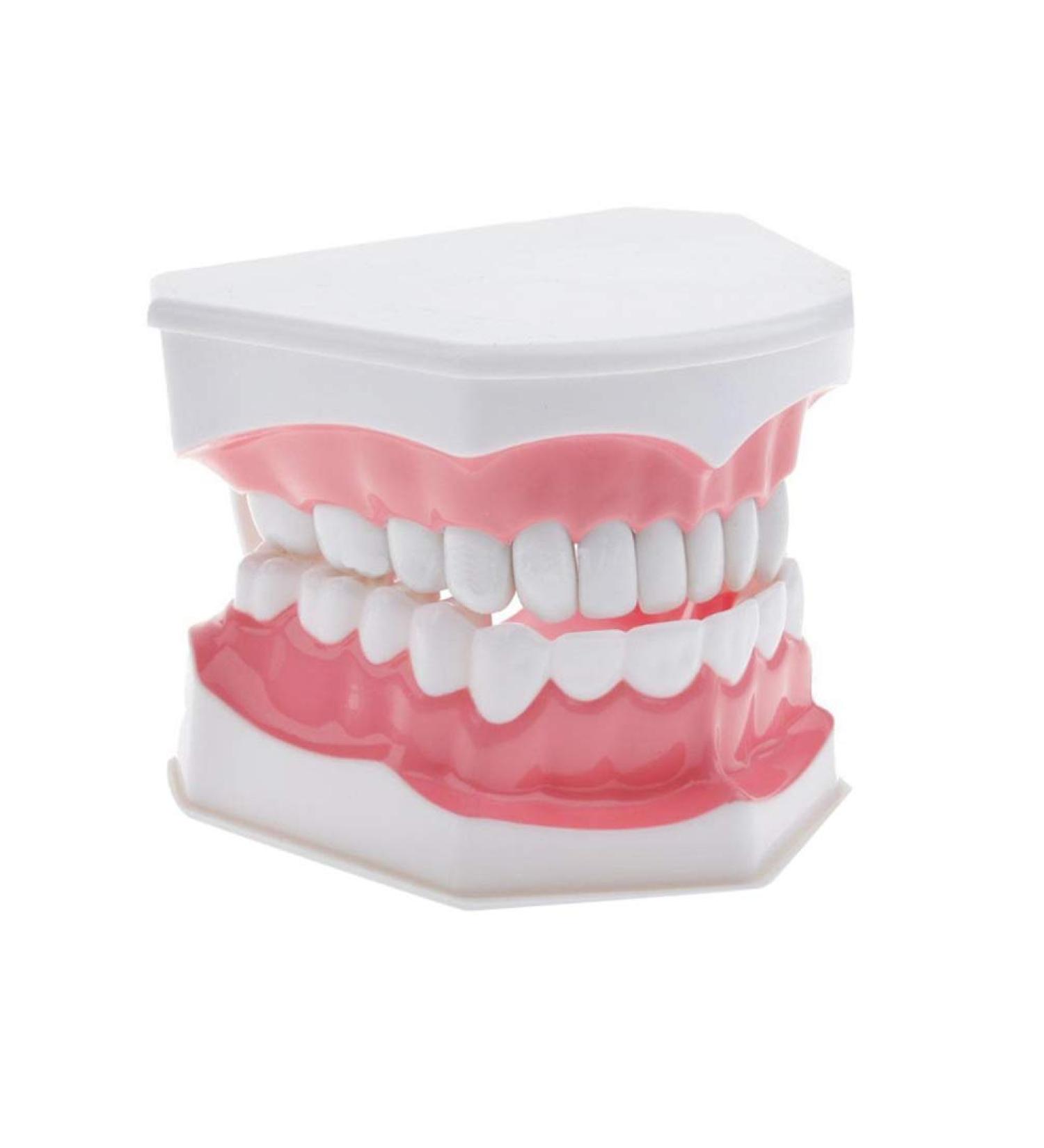 FARUTA Dental Model Brushing Flossing Exercise Teeth Typodonts Mode Gingiva Visible Anatomical Demonstration Teaching Learning