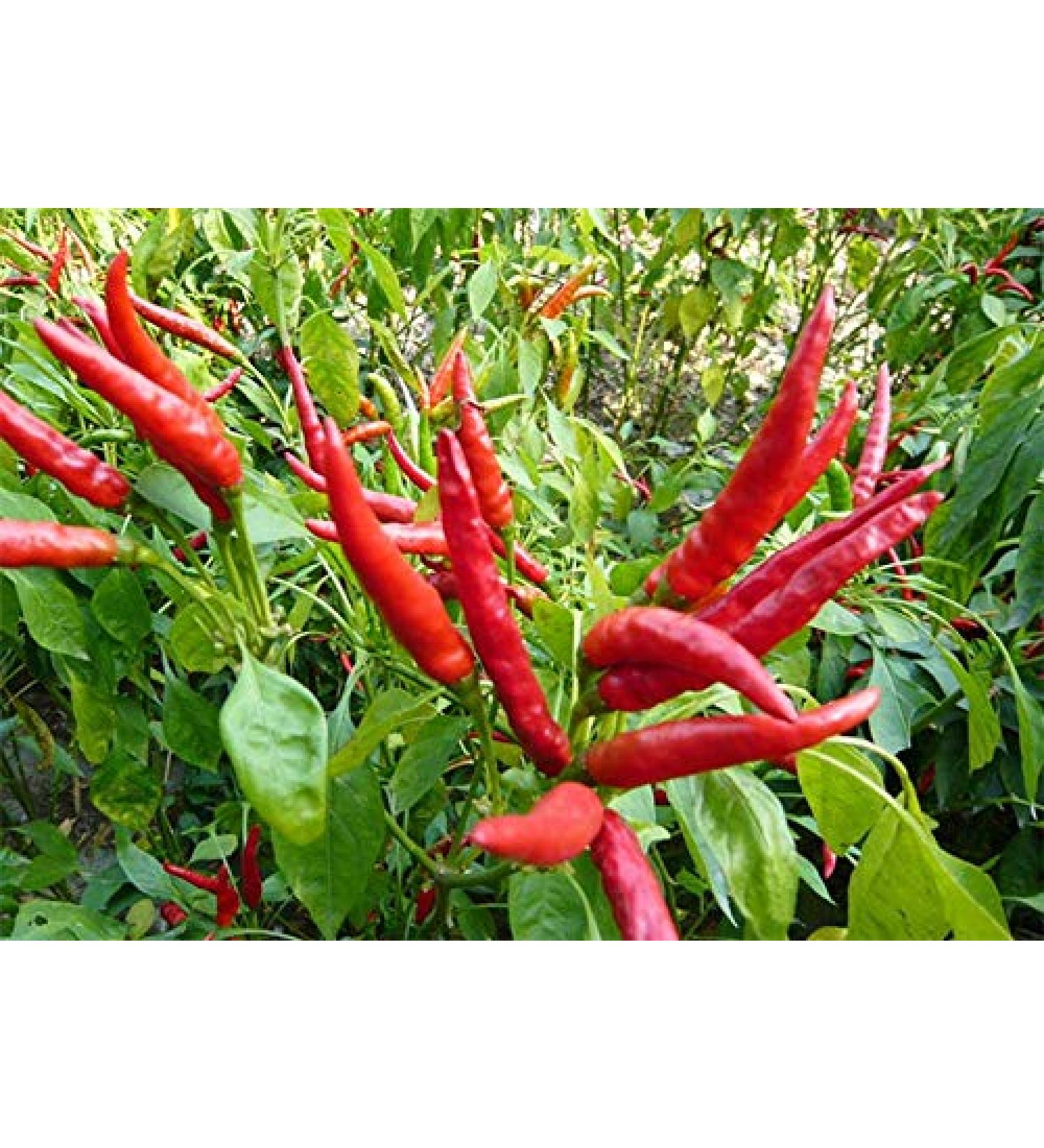 Nuova 200 pezzi Hot Chilli Reaper semi di Verdure per giardinaggio Rosso Scuro - Buy Online on GoSupps.com