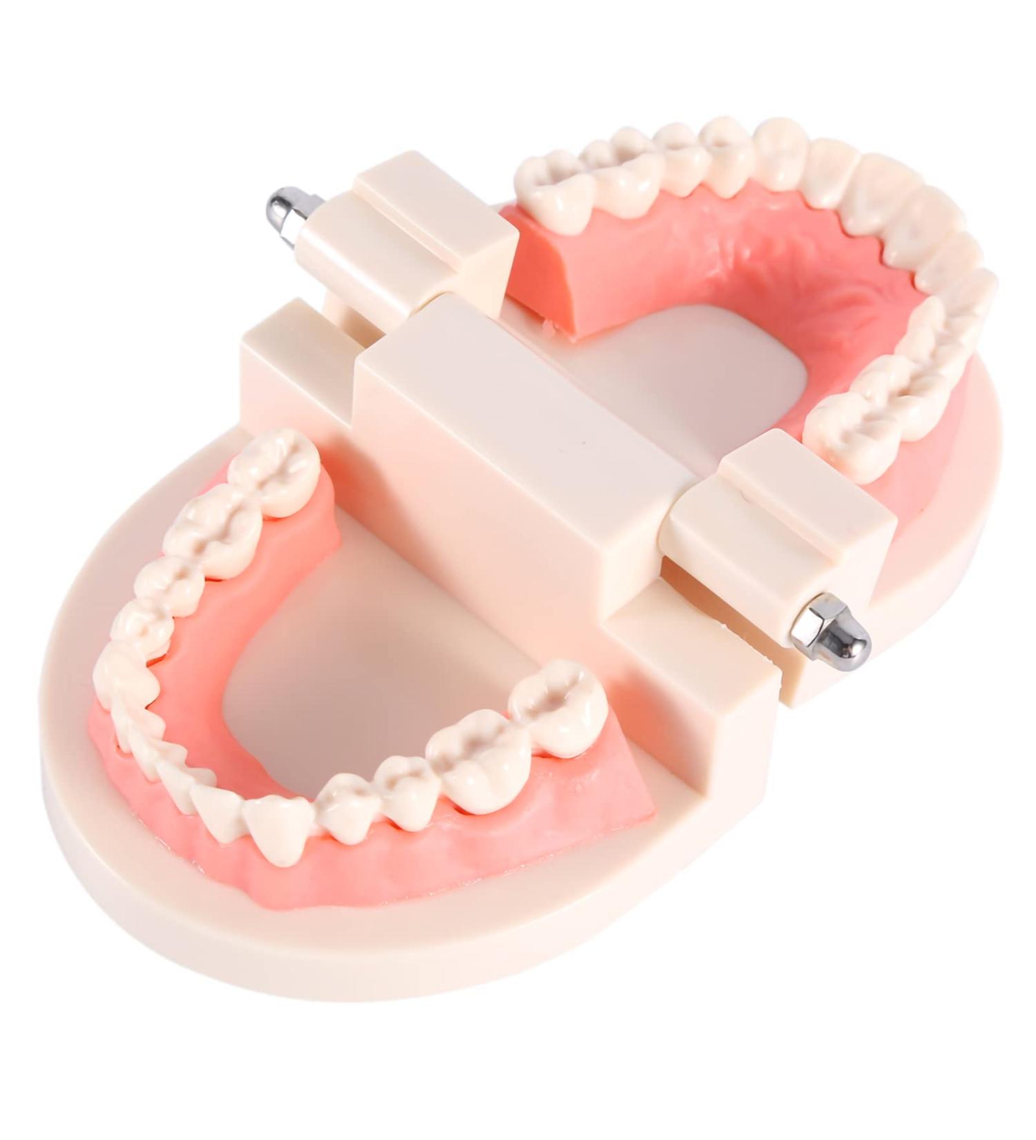 Standard-Tech 1-Part PVC Dental Apprenticeship Model - Ideal for Tooth Brushing Demonstration & Teaching - Buy Online on GoSupps.com