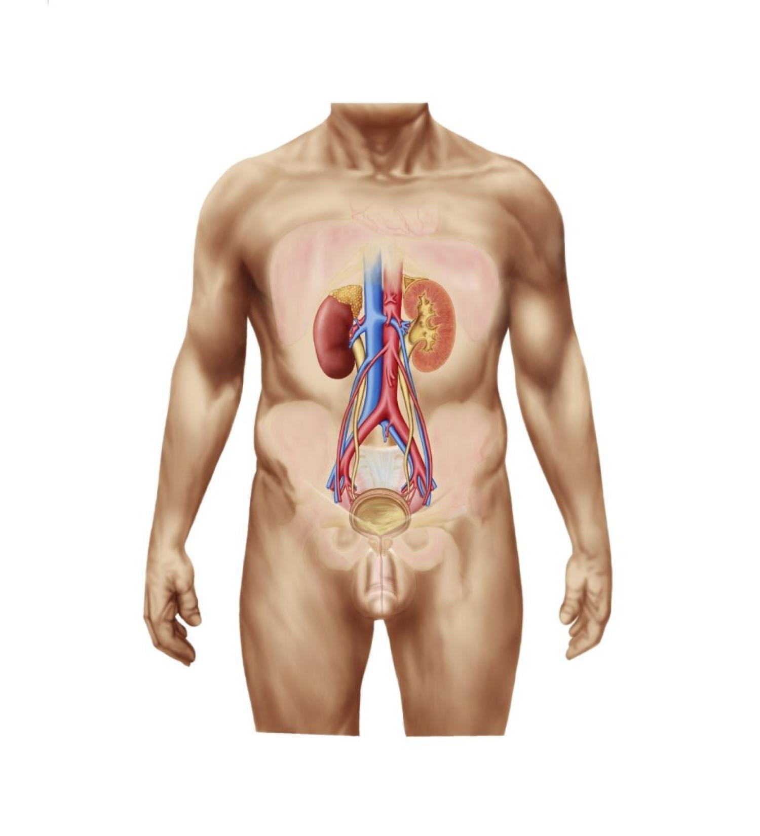 Posterazzi Anatomy of male urinary system Poster Print (12 x 15)