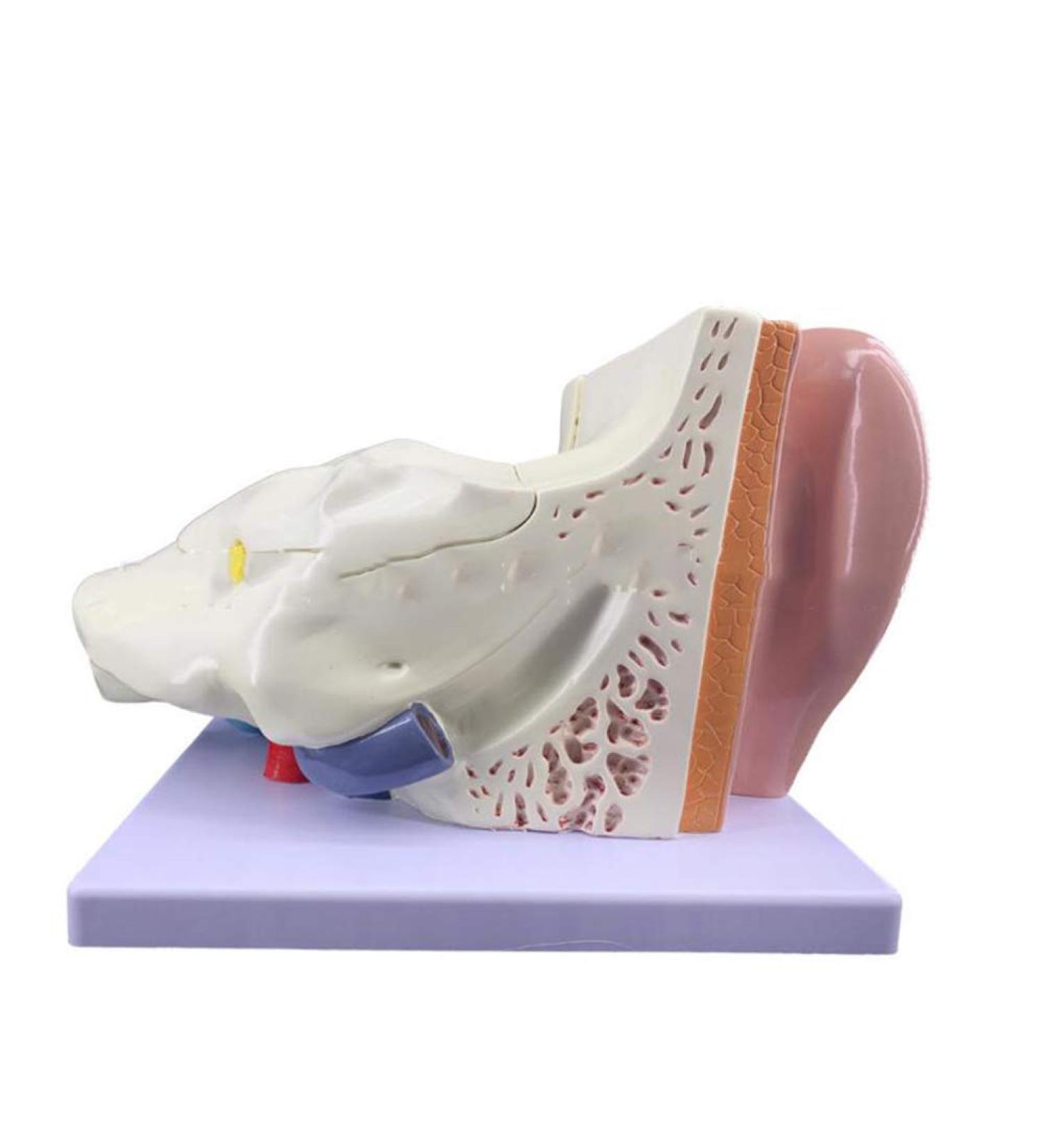 Ear Model Shows The Outer Ear Middle Ear Inner Ear Ossicles and Inner Ear are The Removable Ear Anatomy 1 - Buy Online on GoSupps.com