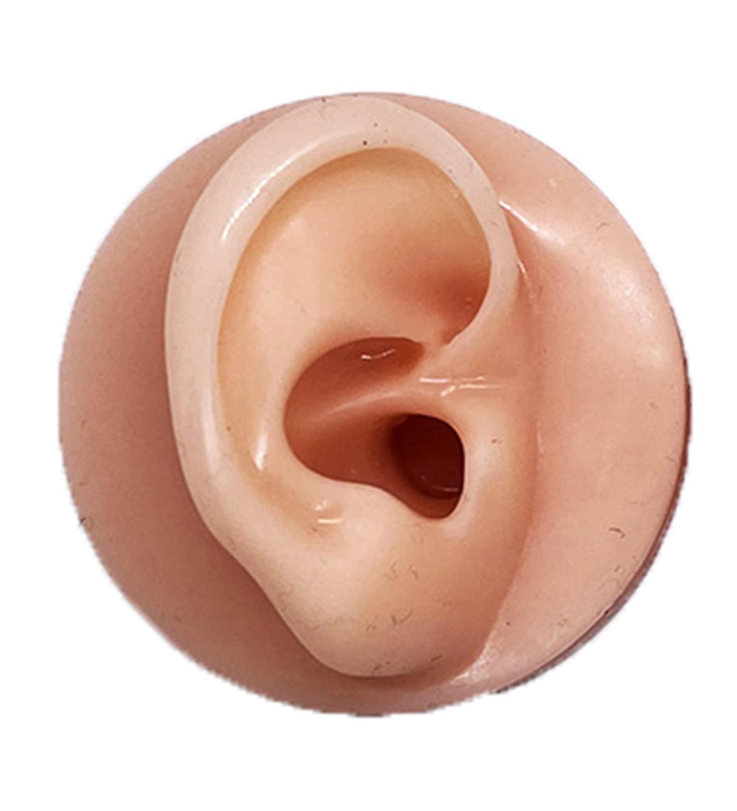3D Soft Silicone Human Ear Model - Life-Size Ear Puppet for Acupuncture & Science Studies | International Shipping - Buy Online on GoSupps.com