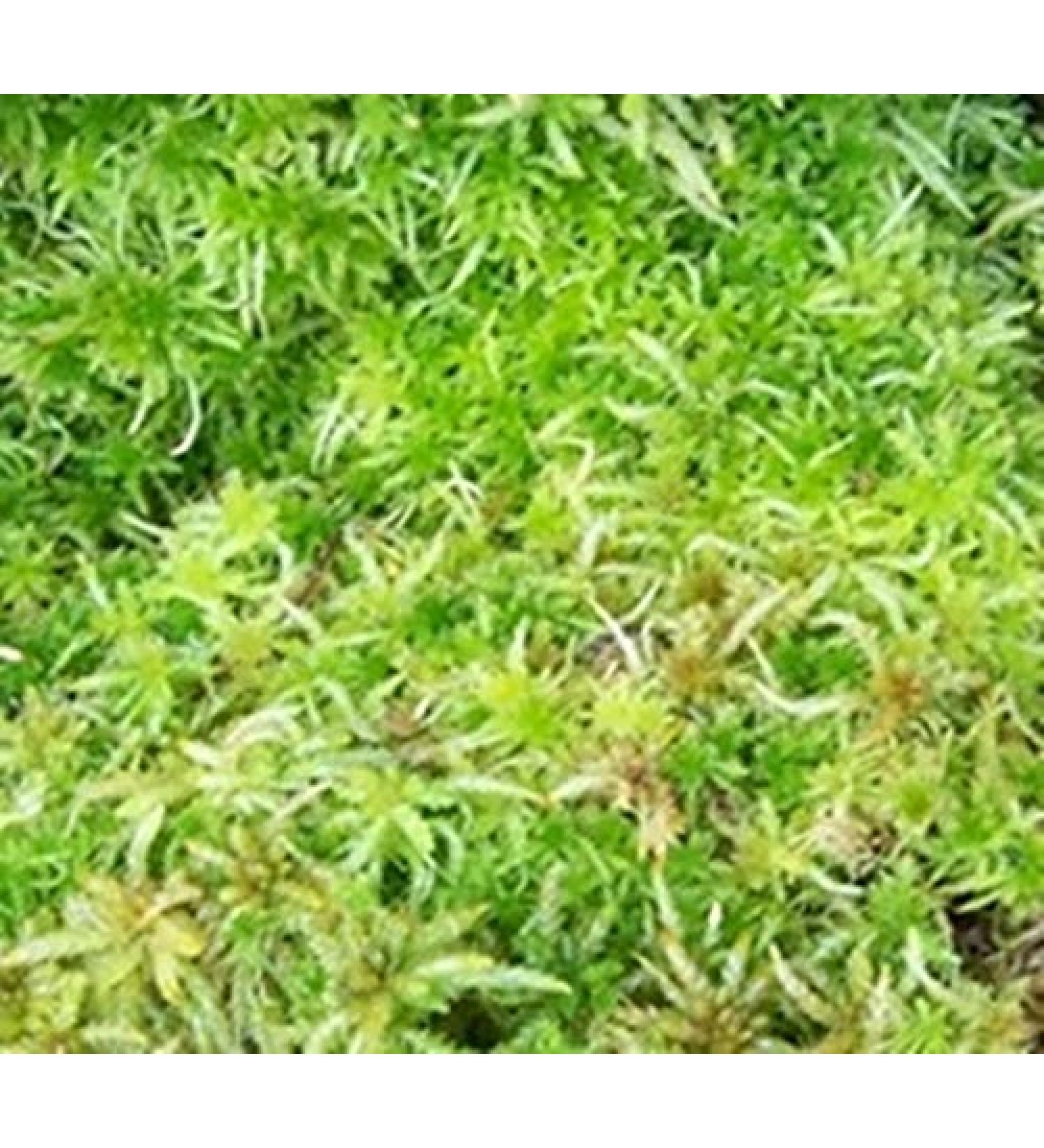Fresh Sphagnum Moss - Live 0.5kg for Orchids & Terrariums | Premium Quality International Shipping - Buy Online on GoSupps.com