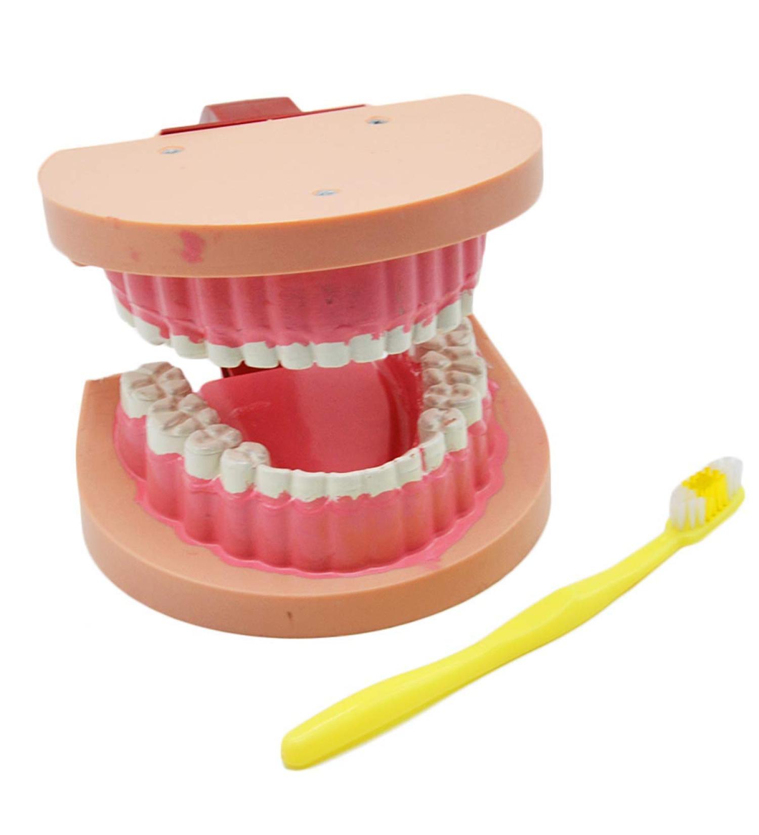Dytah Dental Teeth Model - Realistic Typodont with Visible Gingiva for Practice & Study | Ideal Dental Teaching Tool - Buy Online on GoSupps.com