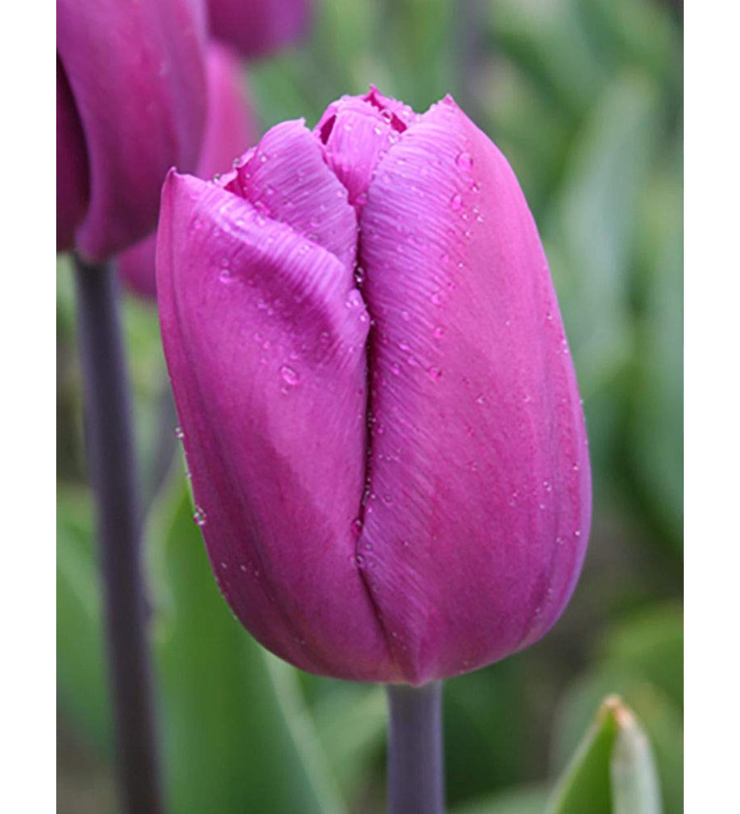 PLAT Firm SEMI DI GERMINAZIONE: 12 Tulip Blumenzwiebeln-Blau Sch nheit Triumph Tulip (Packung mit Birnen 12) Zonen: 8/3 - Buy Online on GoSupps.com