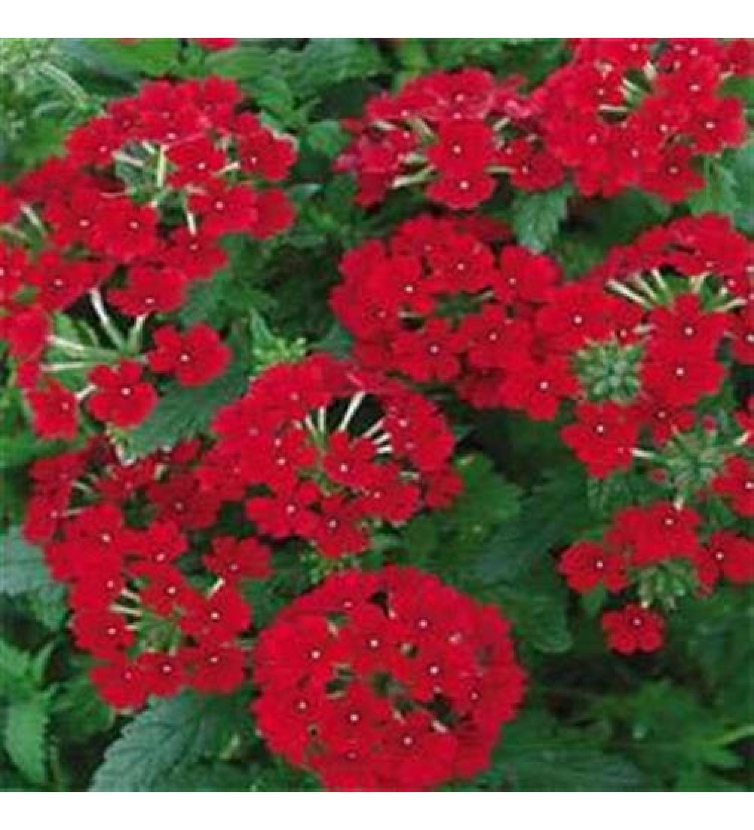 Fresh 50 semi - Scarlet Verbena seme di Fiore