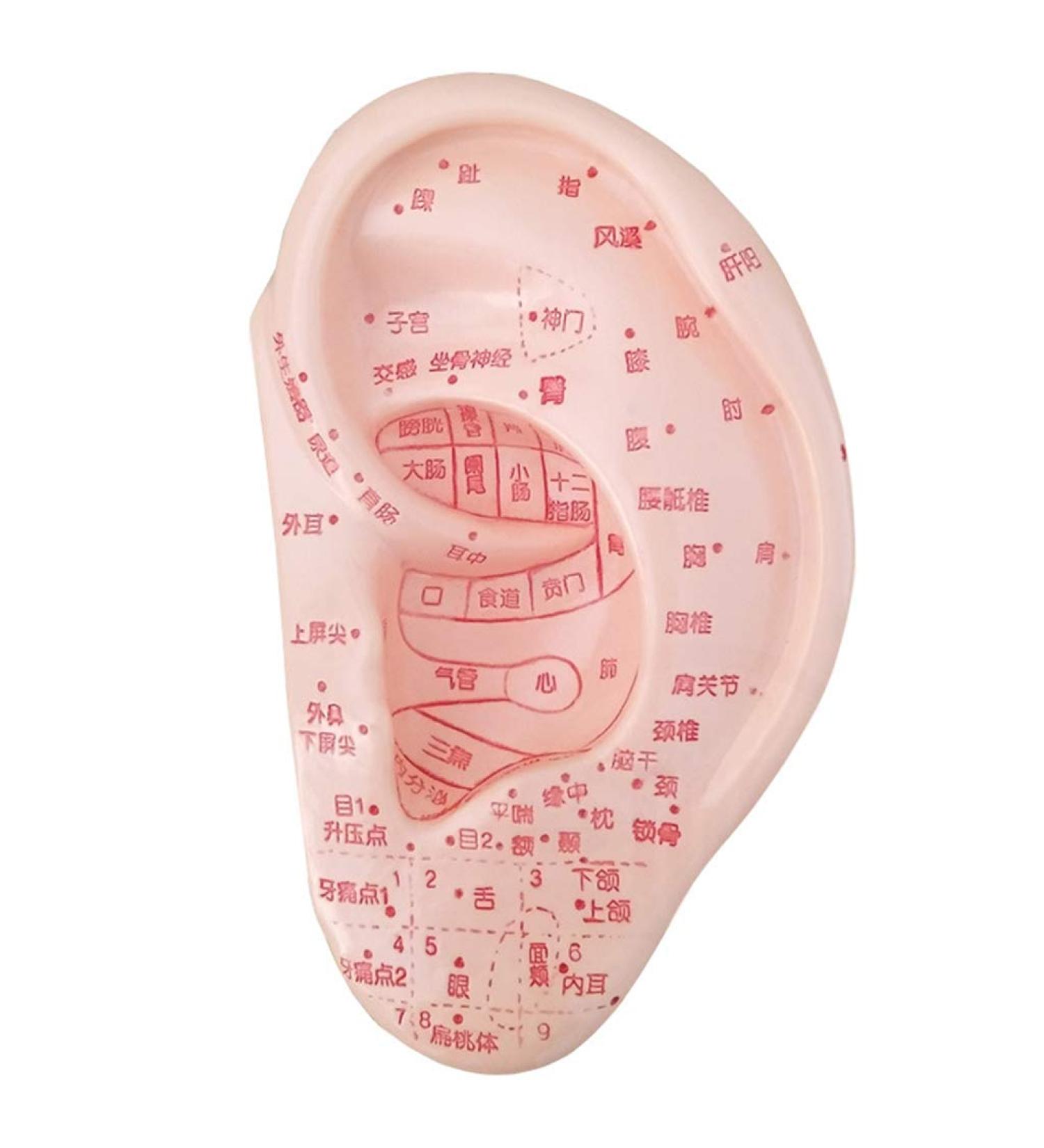 Fhuili 13 cm Ear Acupuncture Model - HD Lettering for Medical Learning | Human Acupuncture & Meridian Points - Buy Online on GoSupps.com